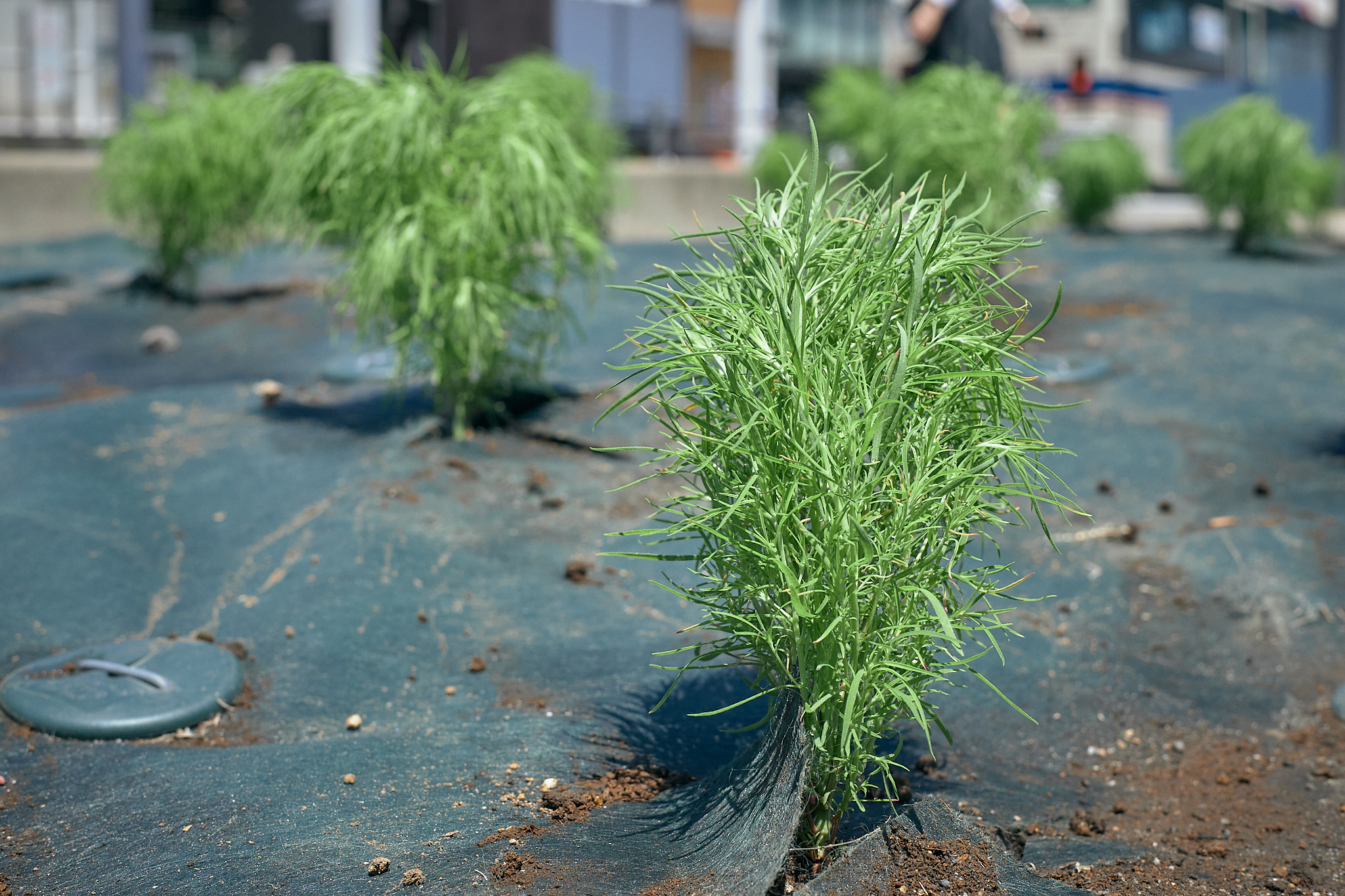 勝田駅前花壇コキア苗植え ひたちなかベストライオンズクラブ 茨城 ひたちなか ライオンズクラブ
