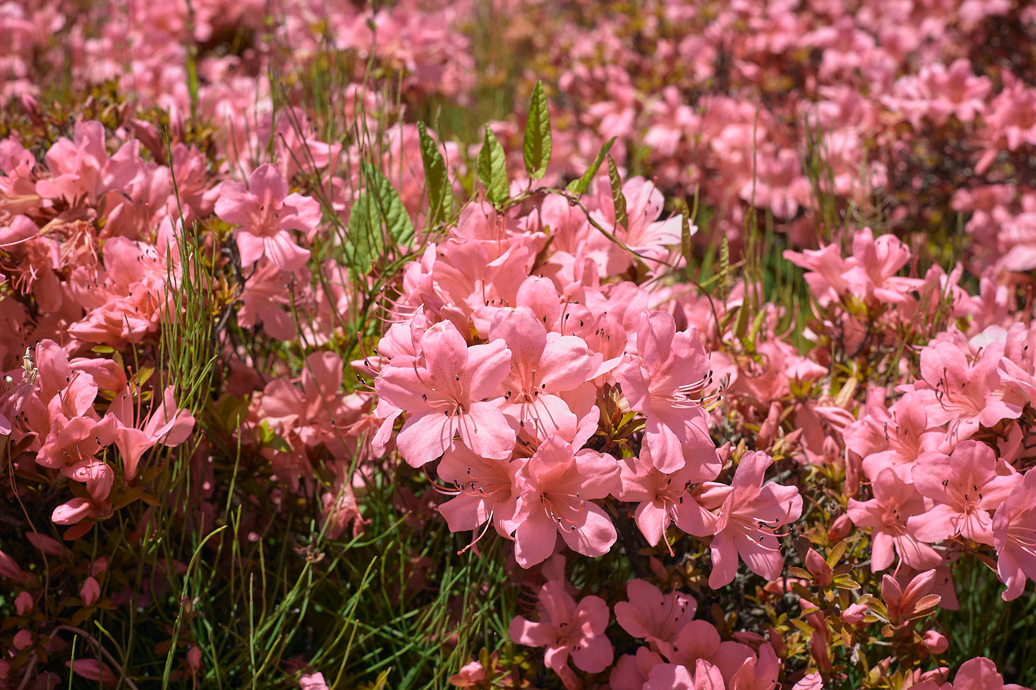 勝田駅前花壇コキア苗植え ひたちなかベストライオンズクラブ 茨城 ひたちなか ライオンズクラブ