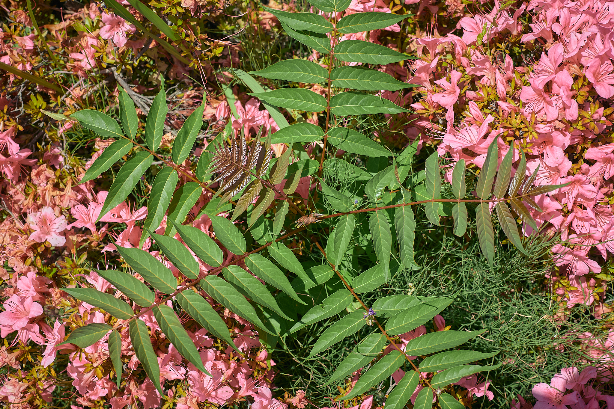 勝田駅前花壇コキア苗植え ひたちなかベストライオンズクラブ 茨城 ひたちなか ライオンズクラブ