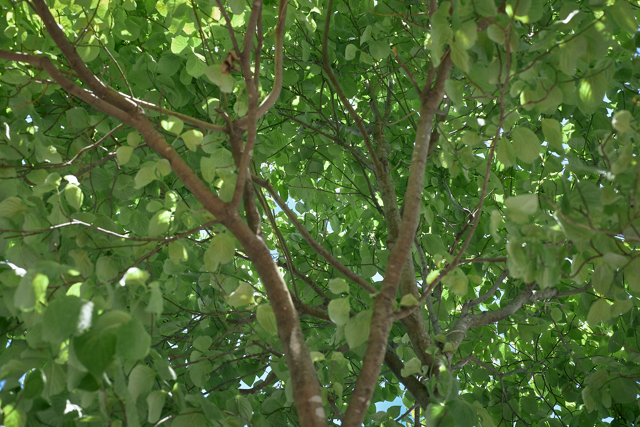 勝田駅前花壇コキア苗植え ひたちなかベストライオンズクラブ 茨城 ひたちなか ライオンズクラブ