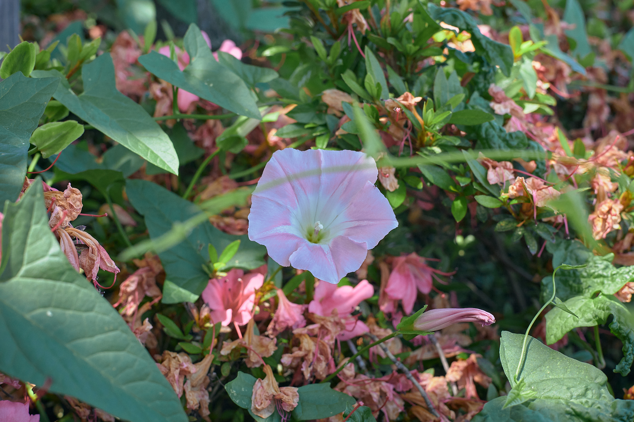 勝田駅前花壇コキア苗植え ひたちなかベストライオンズクラブ 茨城 ひたちなか ライオンズクラブ