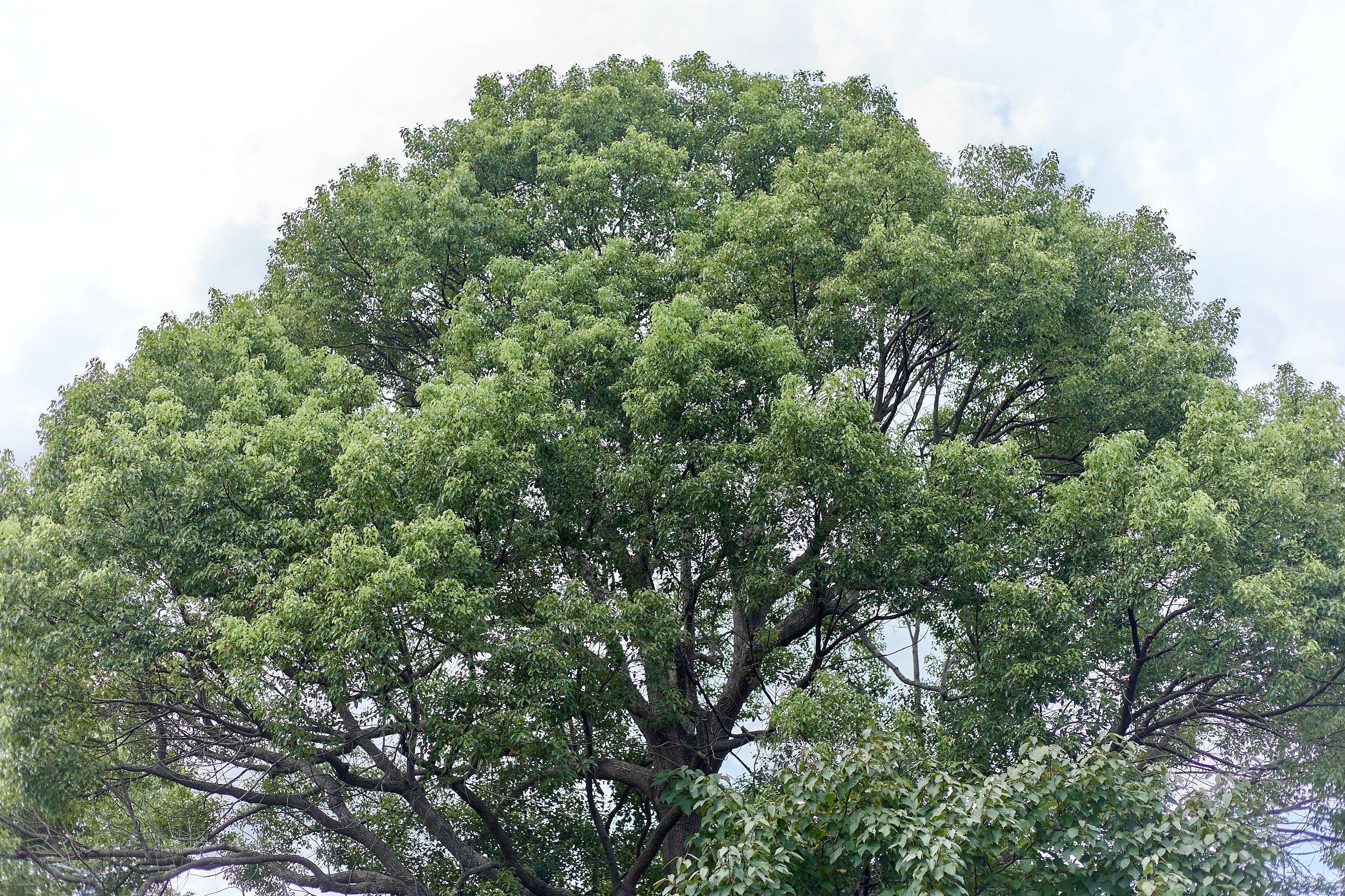 2025-2026年度1R2Z地区ガバナー公式訪問合同例会 ひたちなかベストライオンズクラブ 茨城 ひたちなか ライオンズクラブ