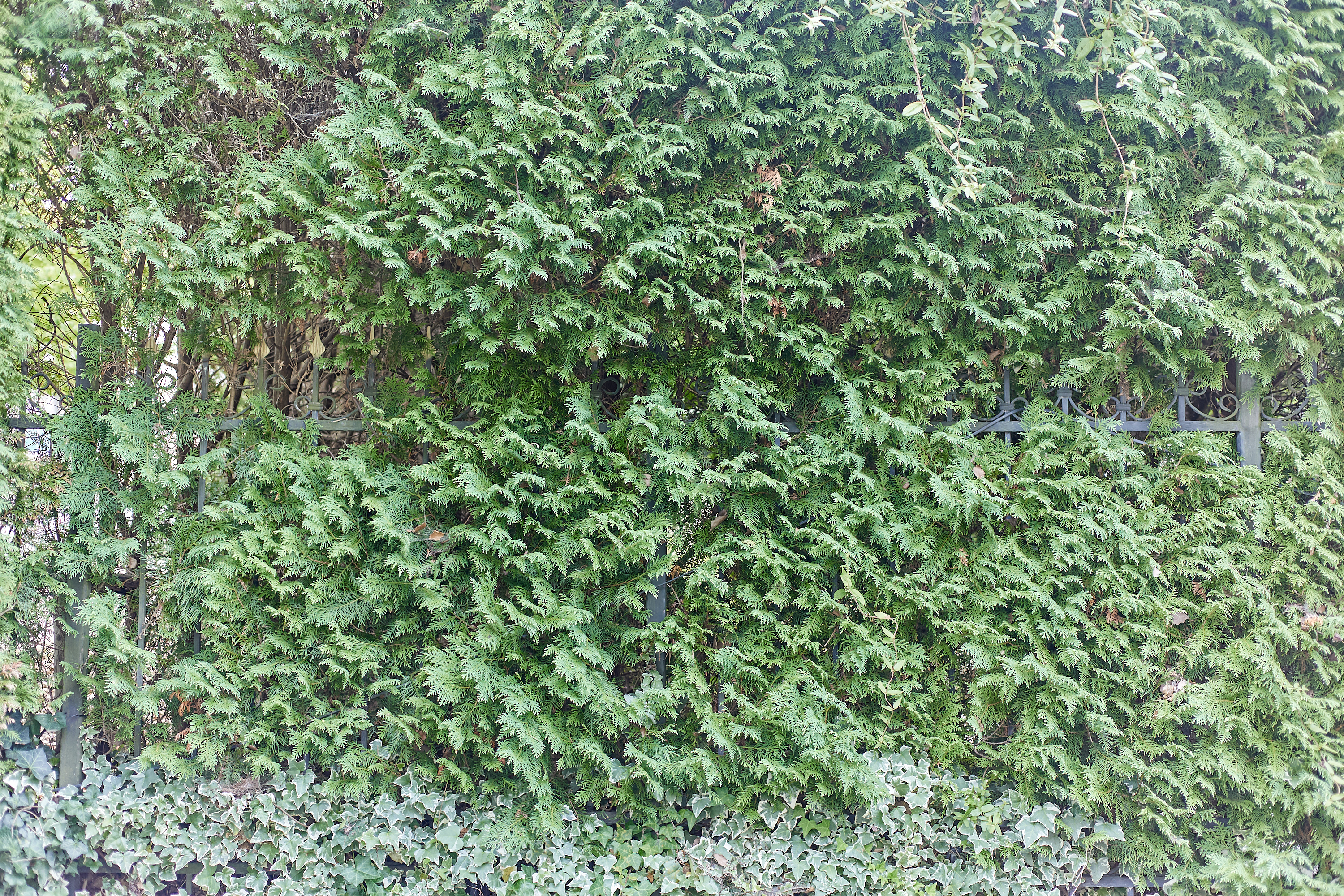 2025-2026年度1R2Z地区ガバナー公式訪問合同例会 ひたちなかベストライオンズクラブ 茨城 ひたちなか ライオンズクラブ