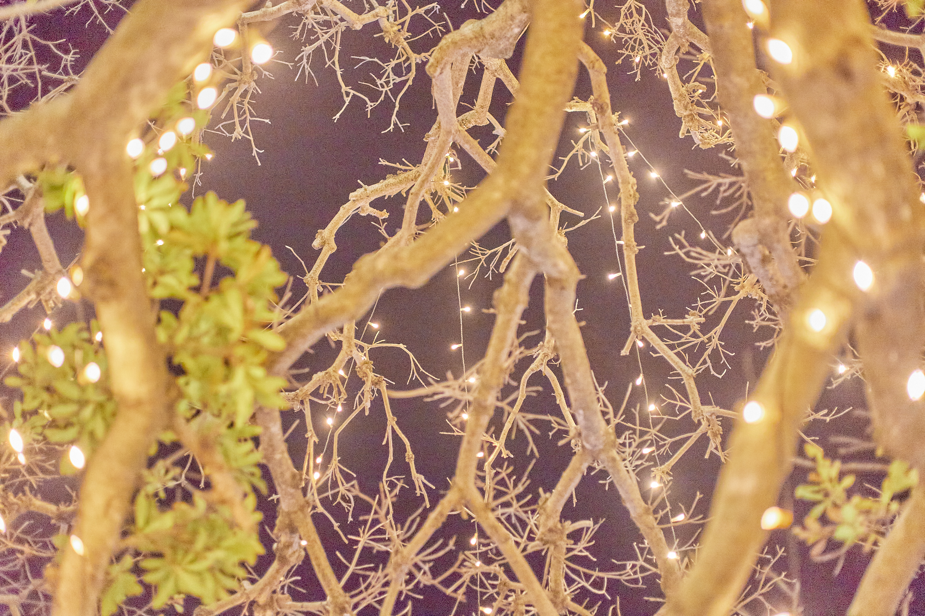 1R合同諮問委員会 ひたちなかベストライオンズクラブ 茨城 ひたちなか ライオンズクラブ