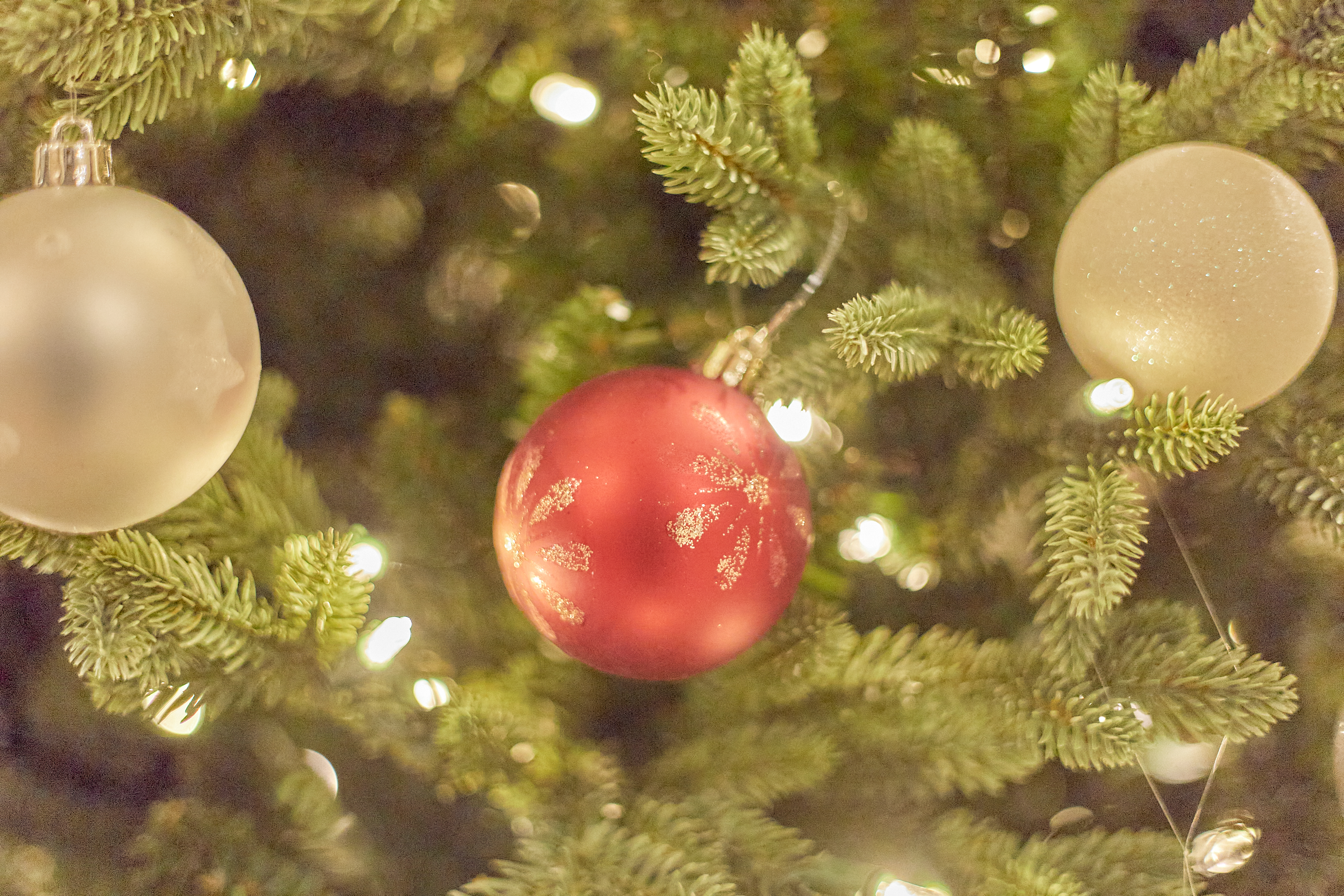 1R合同諮問委員会 ひたちなかベストライオンズクラブ 茨城 ひたちなか ライオンズクラブ