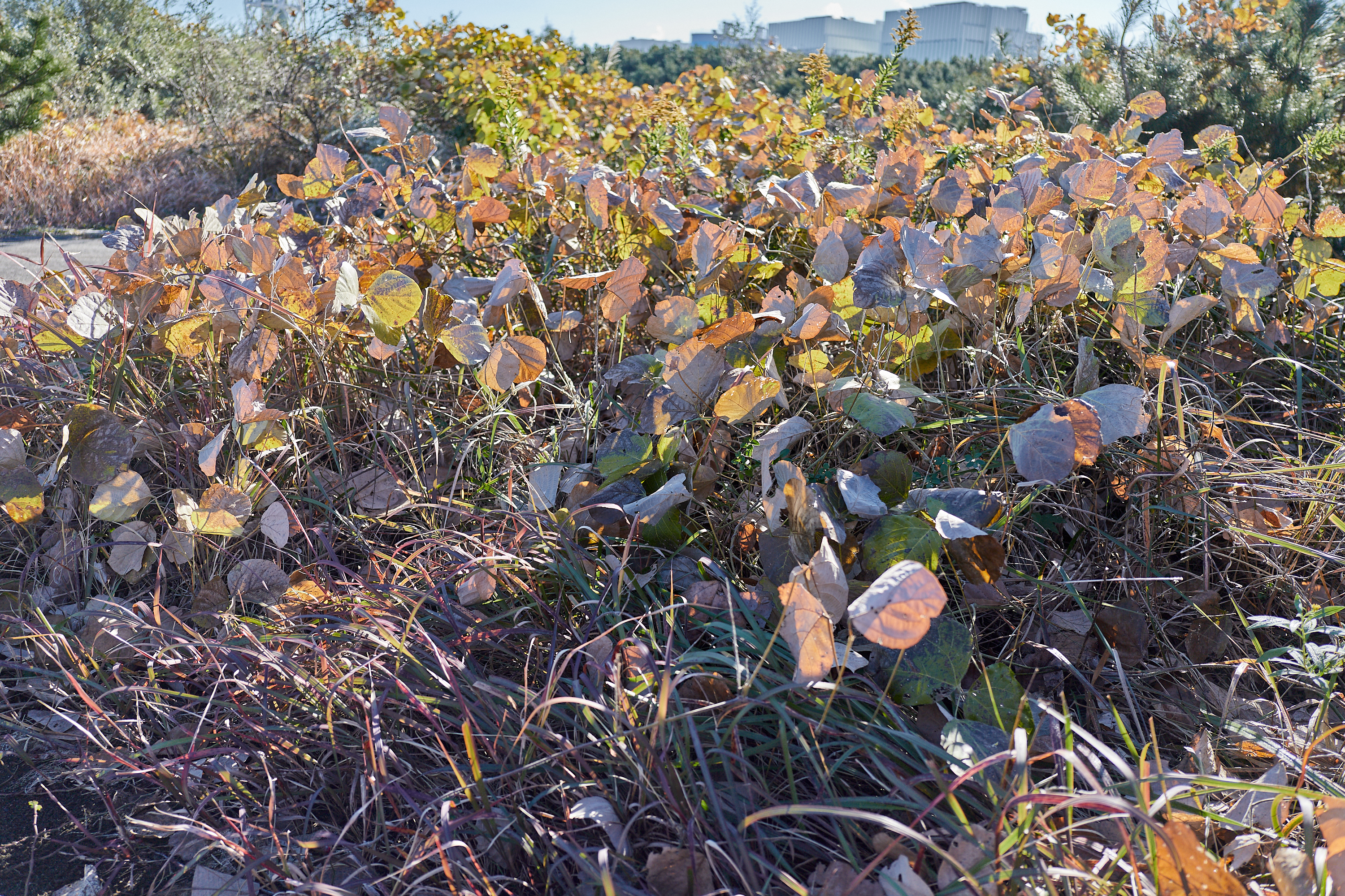 2Z合同アクティビティ ひたちなかベストライオンズクラブ 茨城 ひたちなか ライオンズクラブ