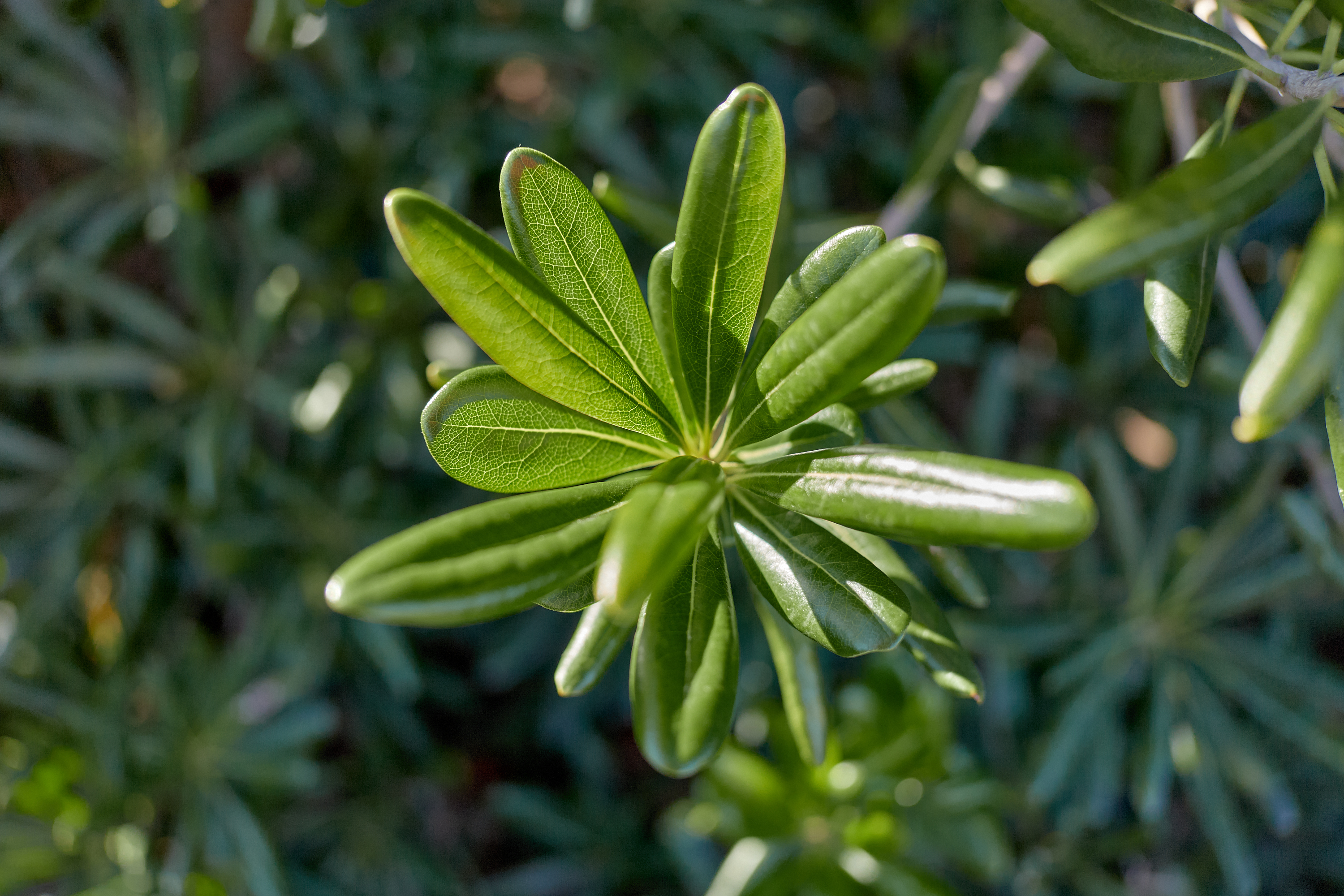 2Z合同アクティビティ ひたちなかベストライオンズクラブ 茨城 ひたちなか ライオンズクラブ