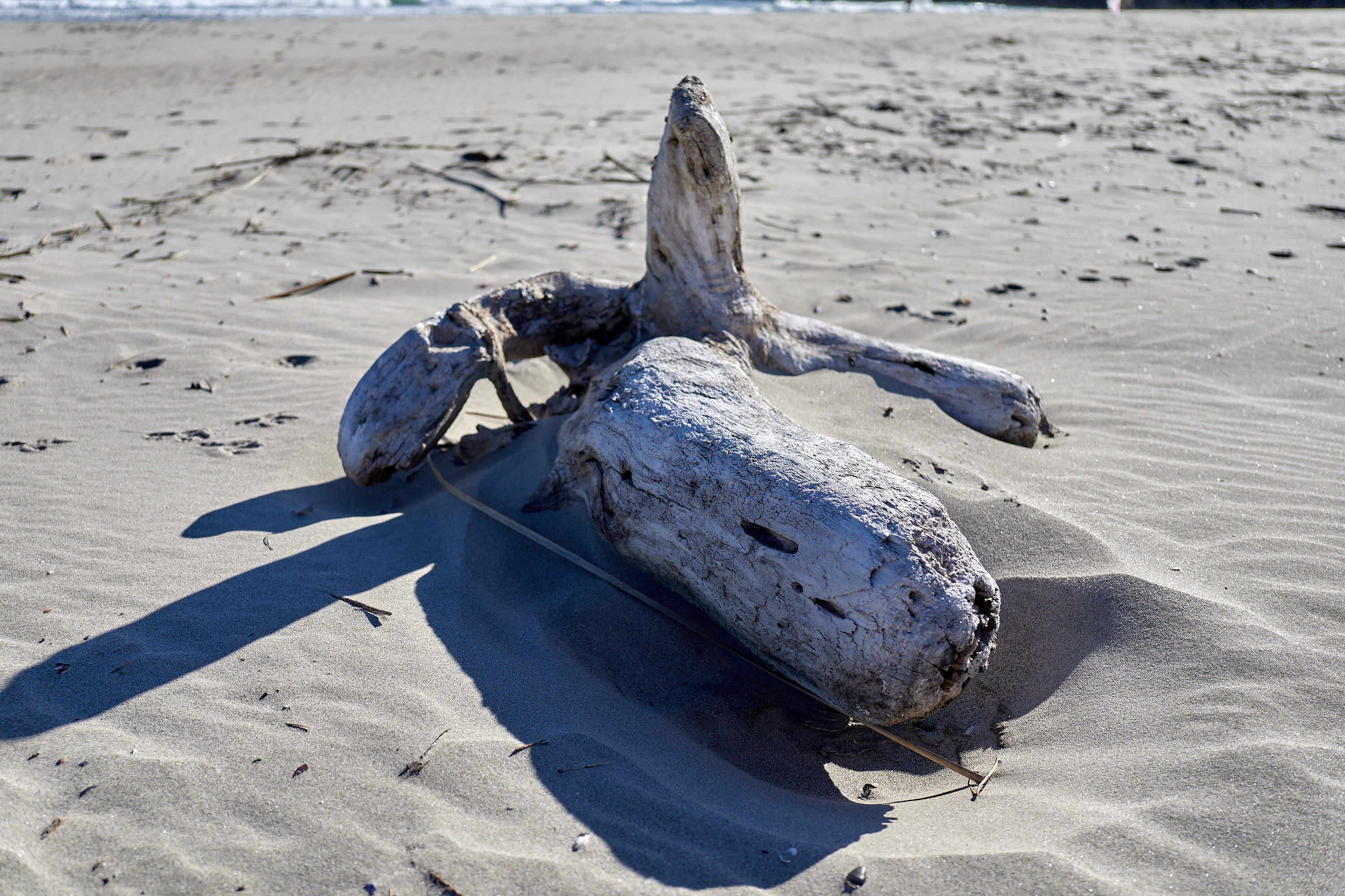 2Z合同アクティビティ ひたちなかベストライオンズクラブ 茨城 ひたちなか ライオンズクラブ