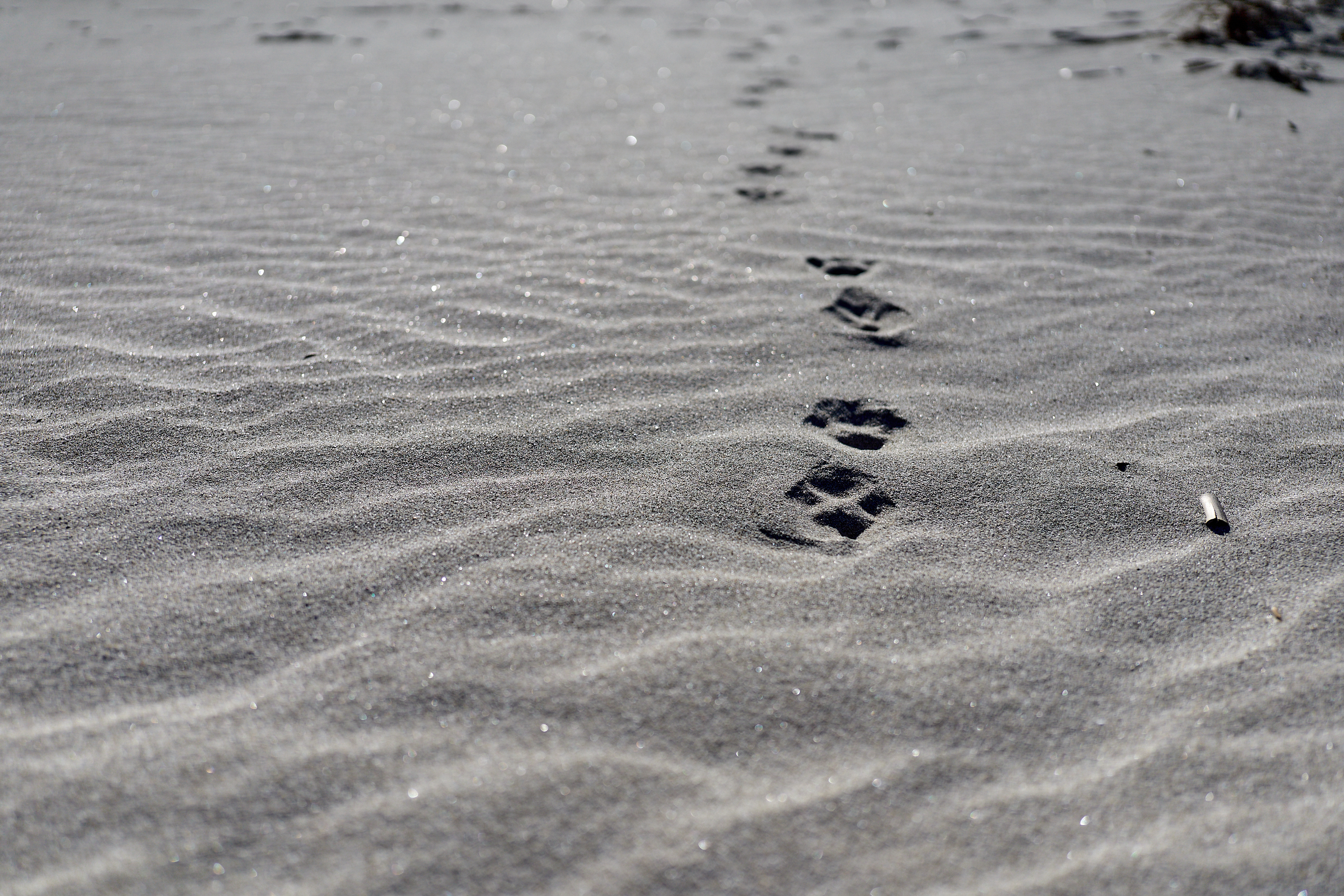 2Z合同アクティビティ ひたちなかベストライオンズクラブ 茨城 ひたちなか ライオンズクラブ