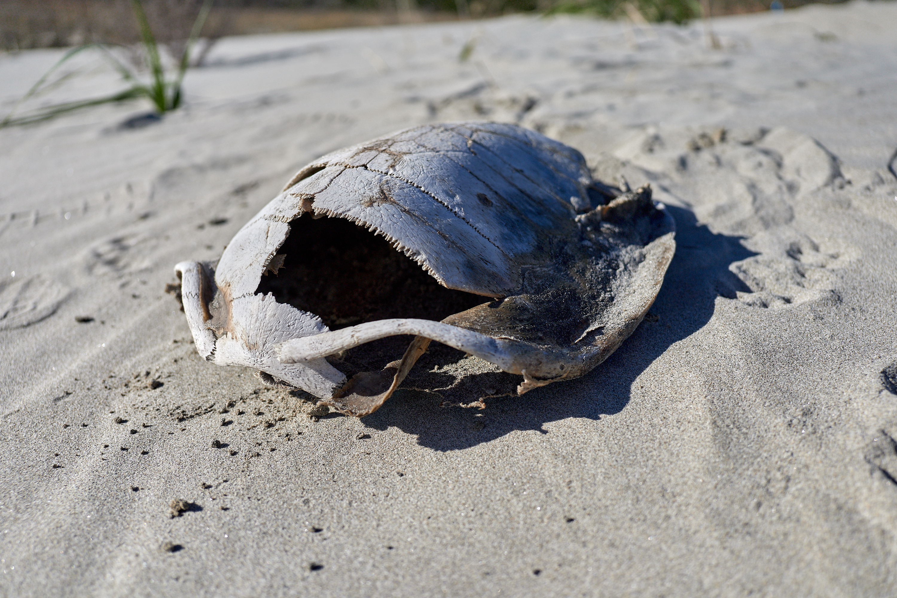 2Z合同アクティビティ ひたちなかベストライオンズクラブ 茨城 ひたちなか ライオンズクラブ