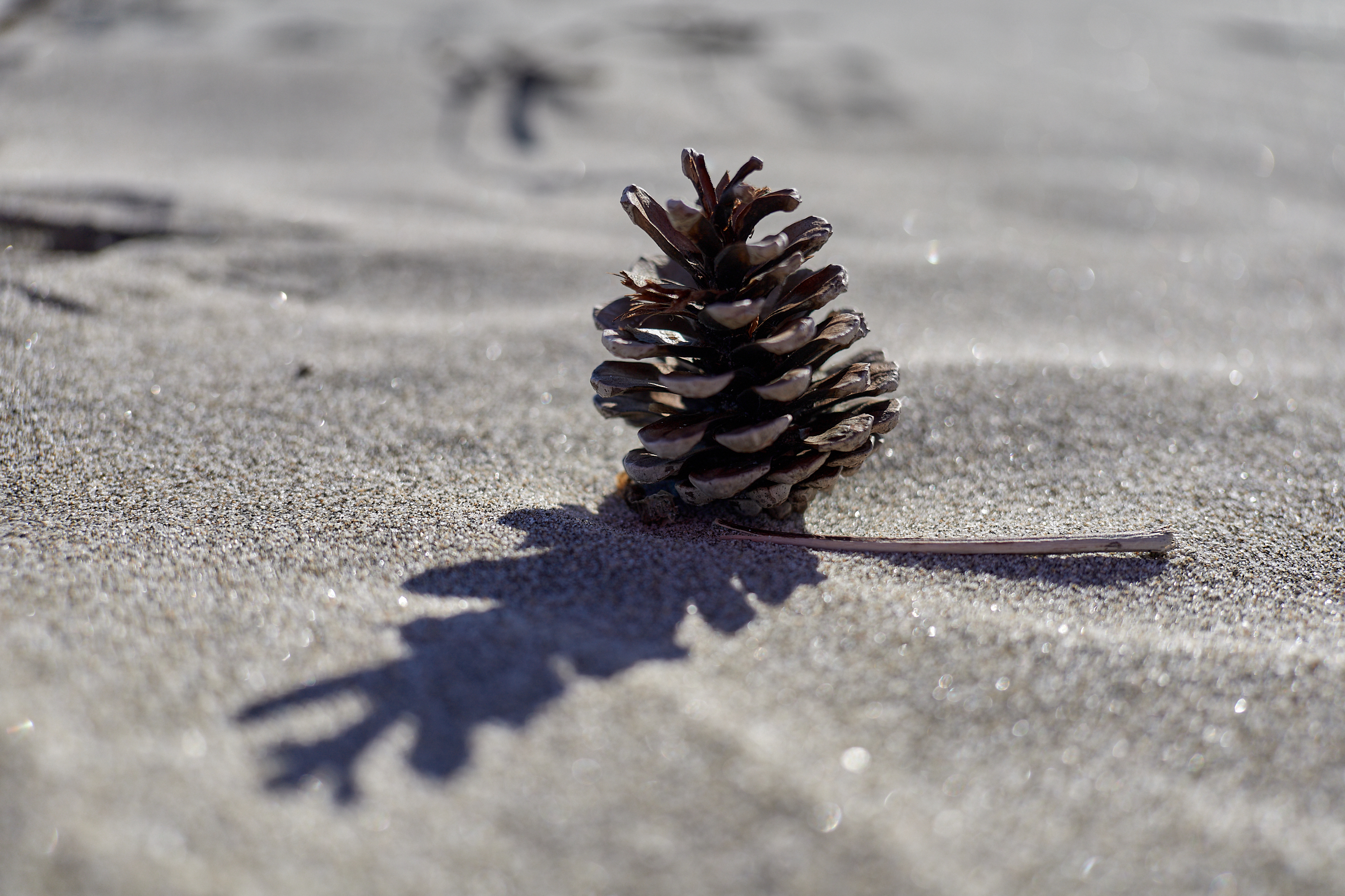 2Z合同アクティビティ ひたちなかベストライオンズクラブ 茨城 ひたちなか ライオンズクラブ