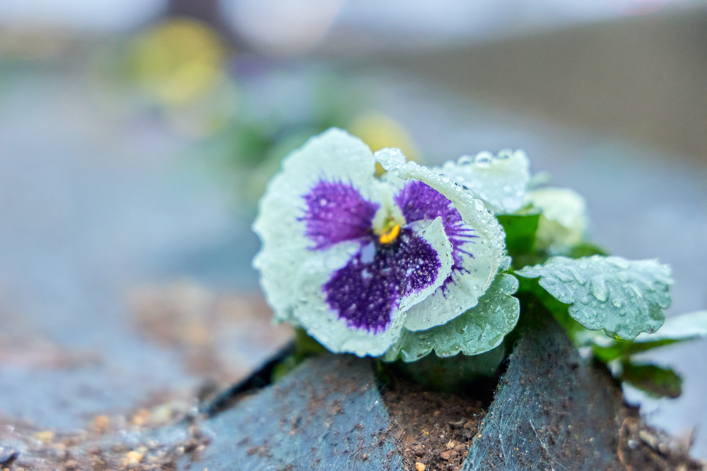 12月事業「勝田駅前花壇プロジェクト」ひたちなかベストライオンズクラブ 茨城 ひたちなか ライオンズクラブ