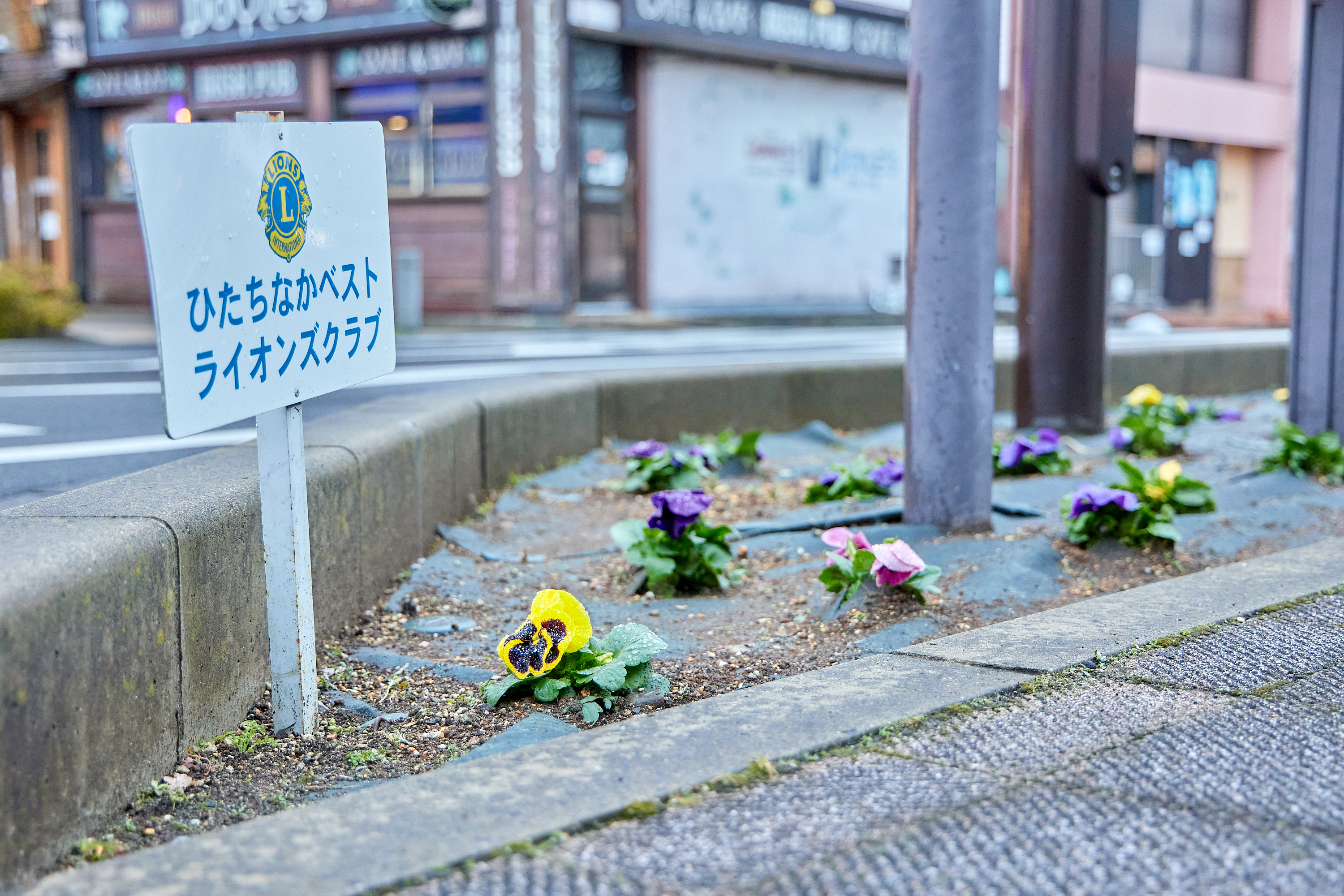 12月事業「勝田駅前花壇プロジェクト」ひたちなかベストライオンズクラブ 茨城 ひたちなか ライオンズクラブ