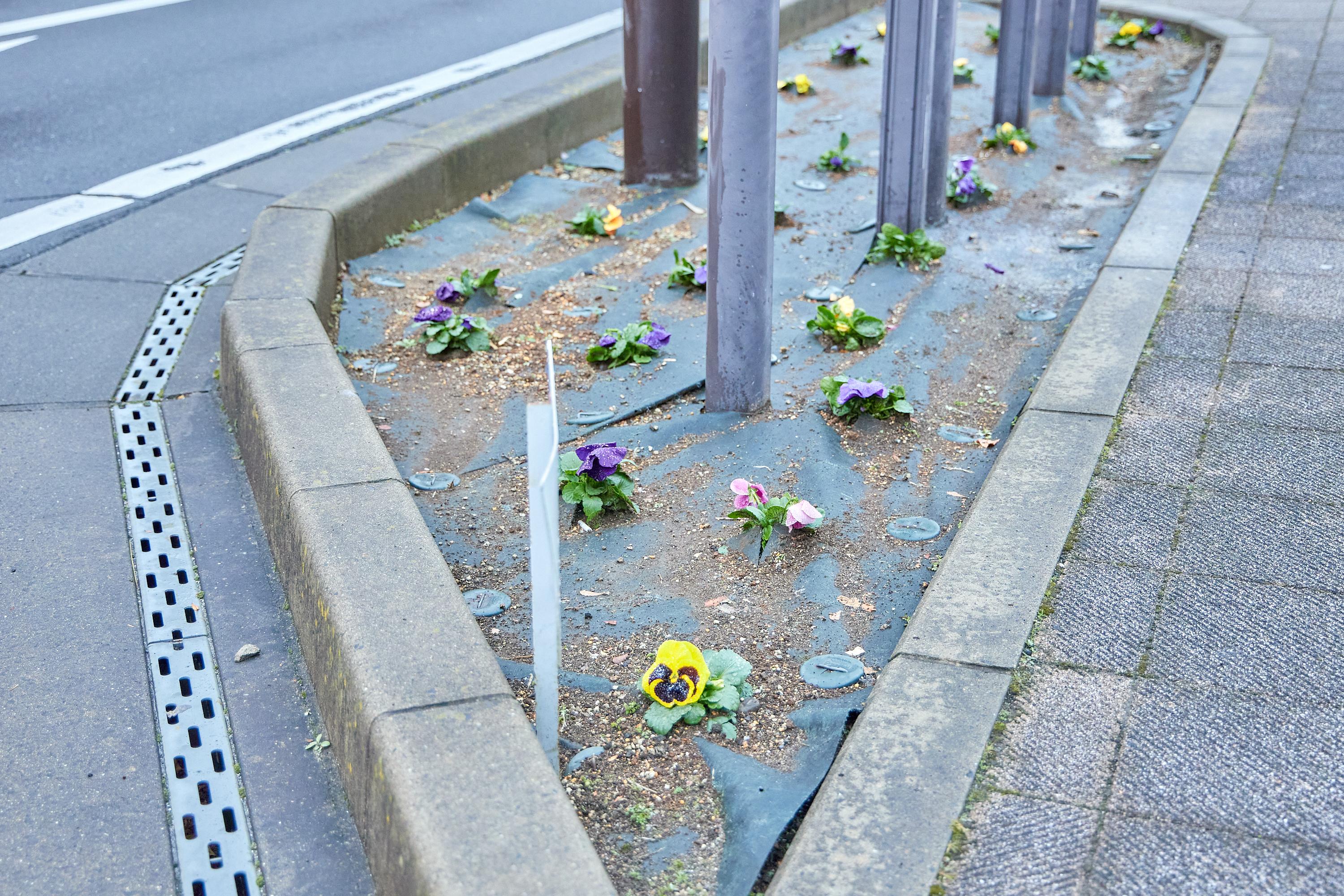 12月事業「勝田駅前花壇プロジェクト」ひたちなかベストライオンズクラブ 茨城 ひたちなか ライオンズクラブ