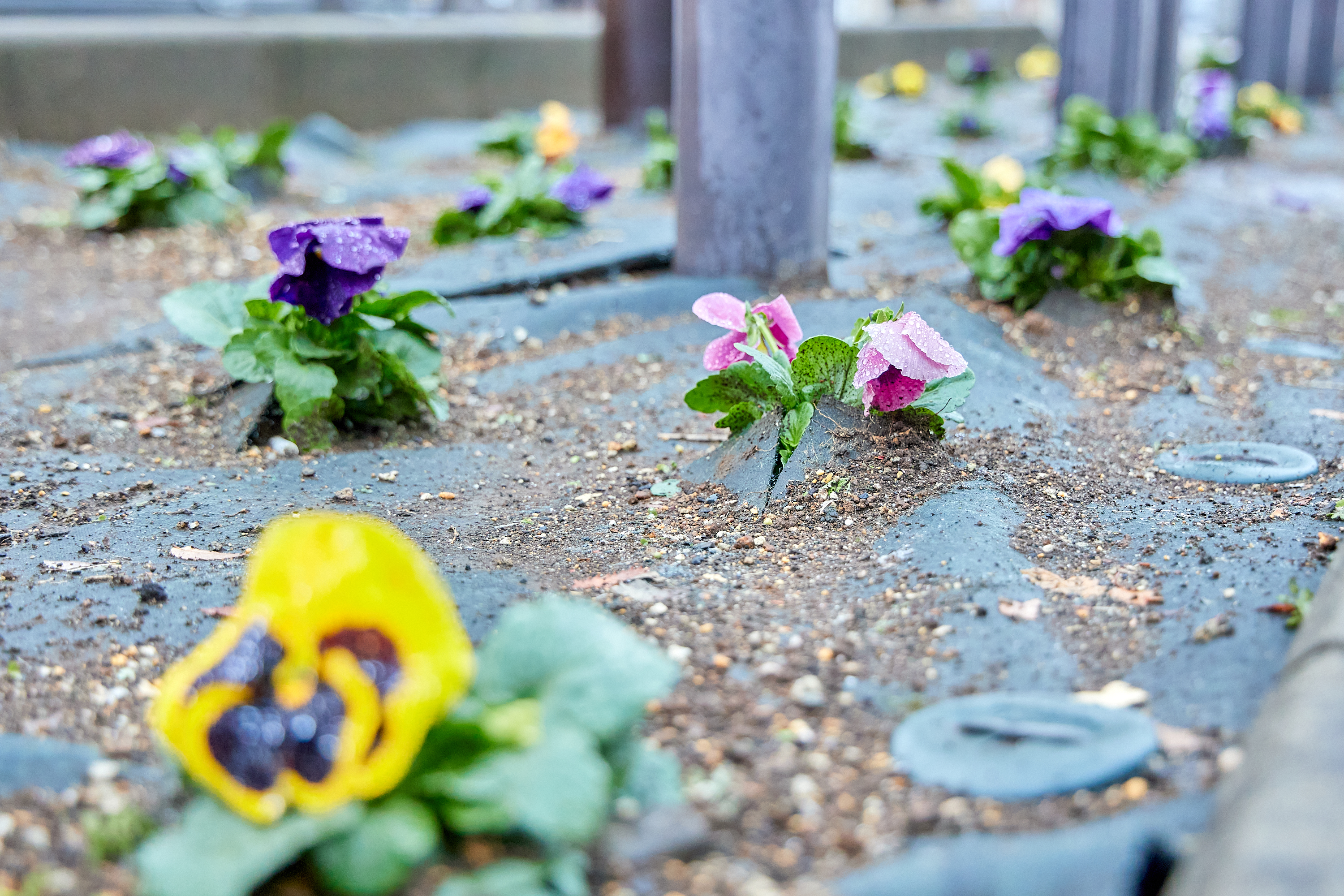 12月事業「勝田駅前花壇プロジェクト」ひたちなかベストライオンズクラブ 茨城 ひたちなか ライオンズクラブ