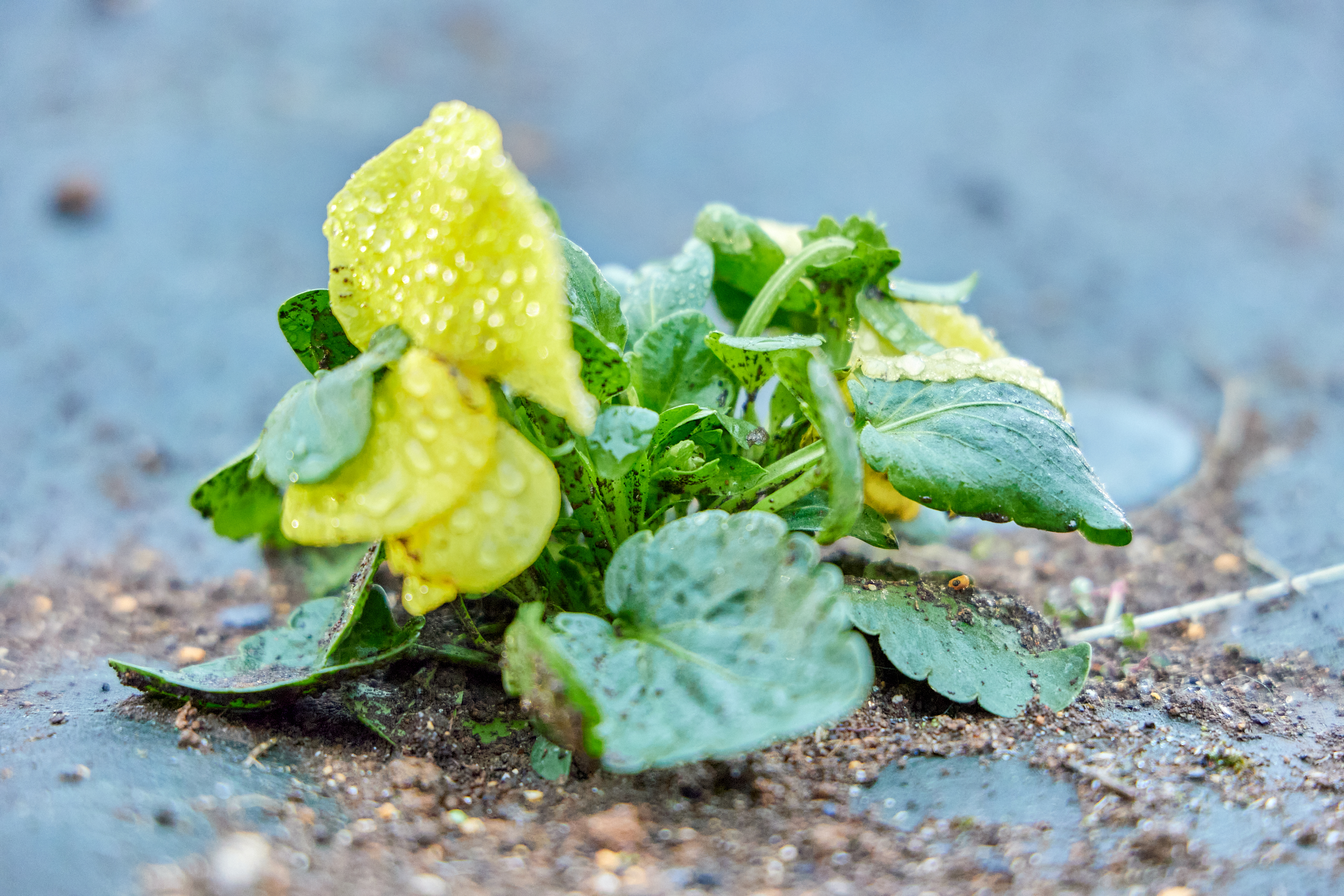 12月事業「勝田駅前花壇プロジェクト」ひたちなかベストライオンズクラブ 茨城 ひたちなか ライオンズクラブ