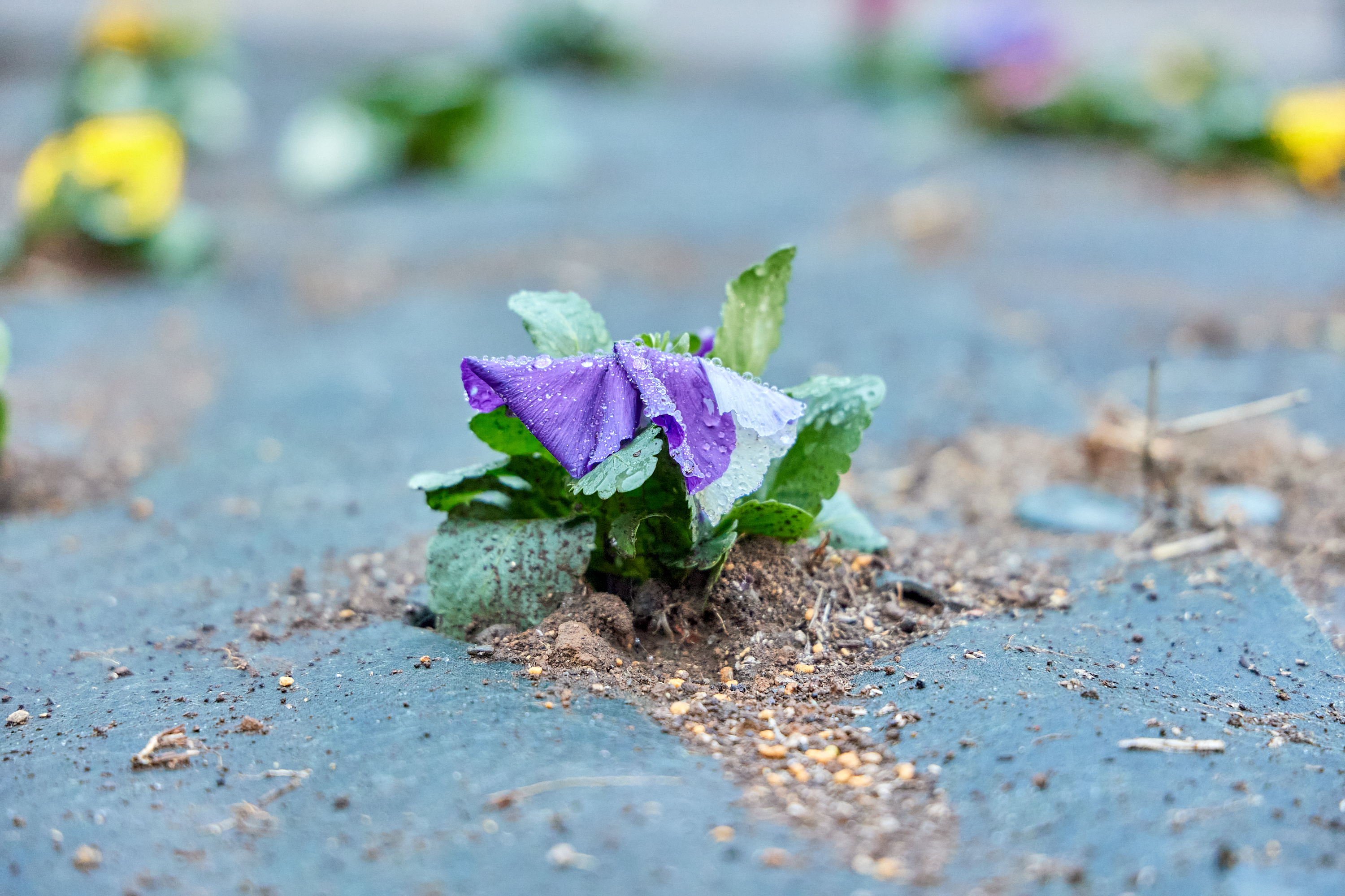12月事業「勝田駅前花壇プロジェクト」ひたちなかベストライオンズクラブ 茨城 ひたちなか ライオンズクラブ