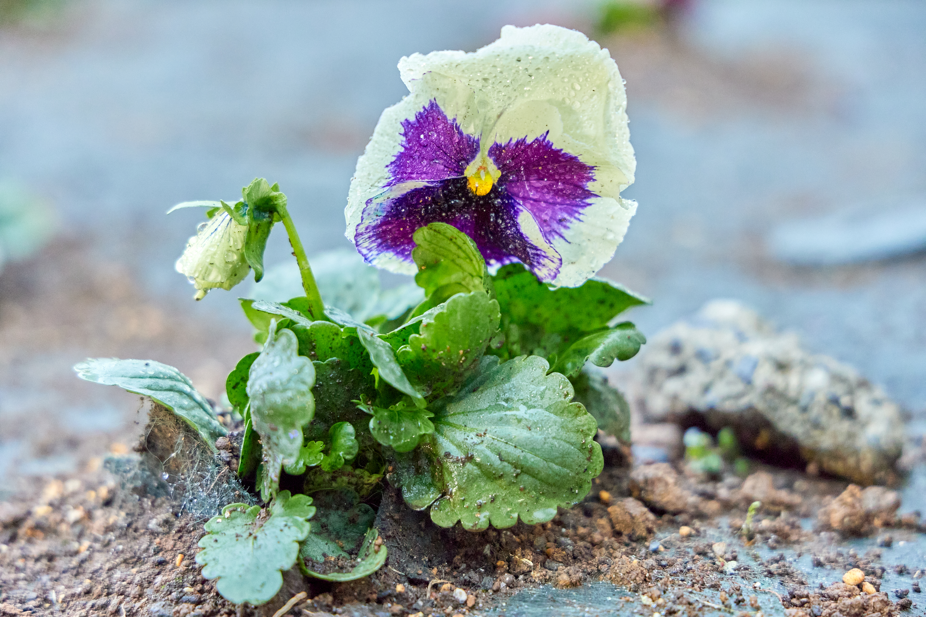 12月事業「勝田駅前花壇プロジェクト」ひたちなかベストライオンズクラブ 茨城 ひたちなか ライオンズクラブ
