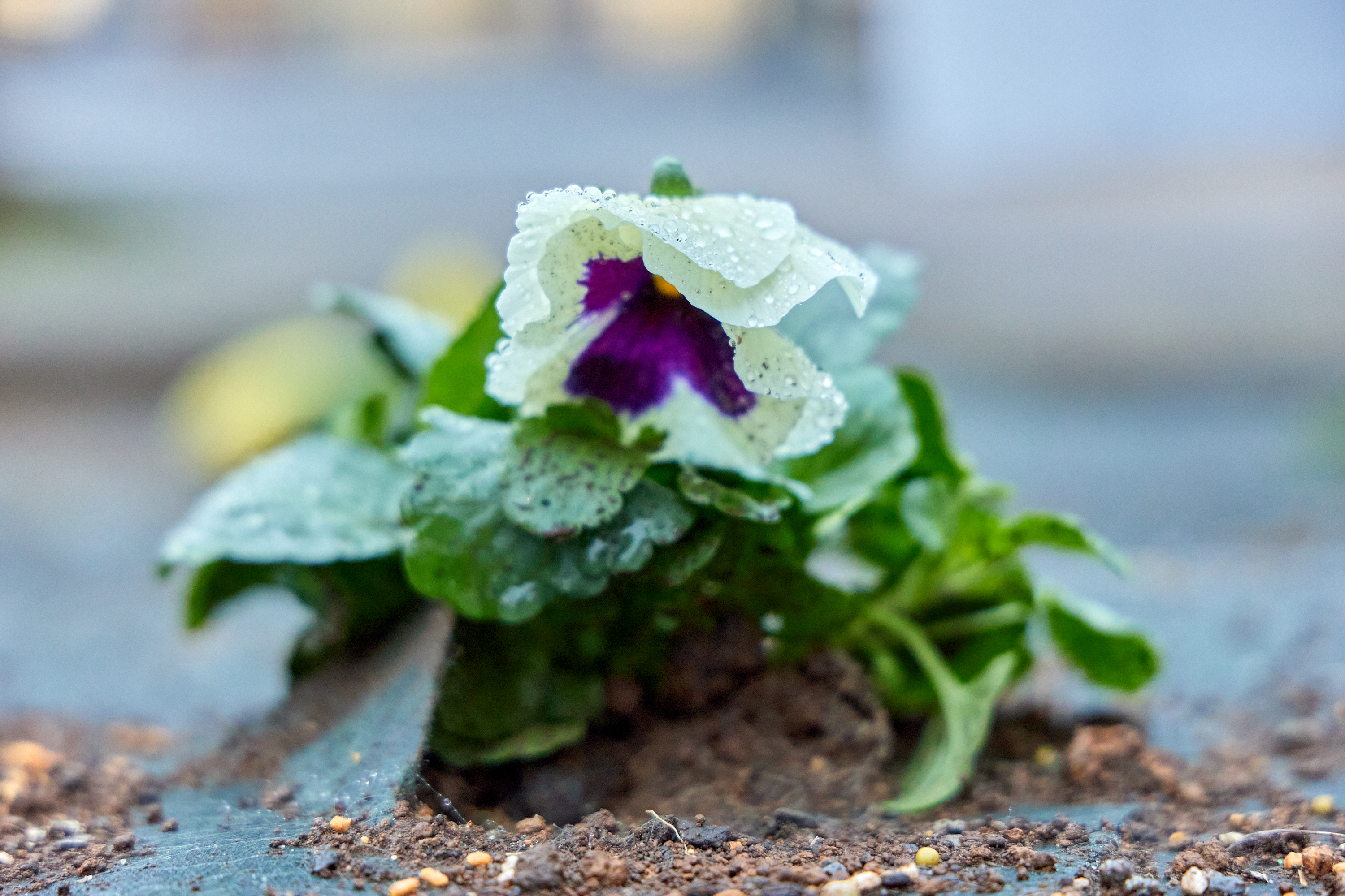 12月事業「勝田駅前花壇プロジェクト」ひたちなかベストライオンズクラブ 茨城 ひたちなか ライオンズクラブ
