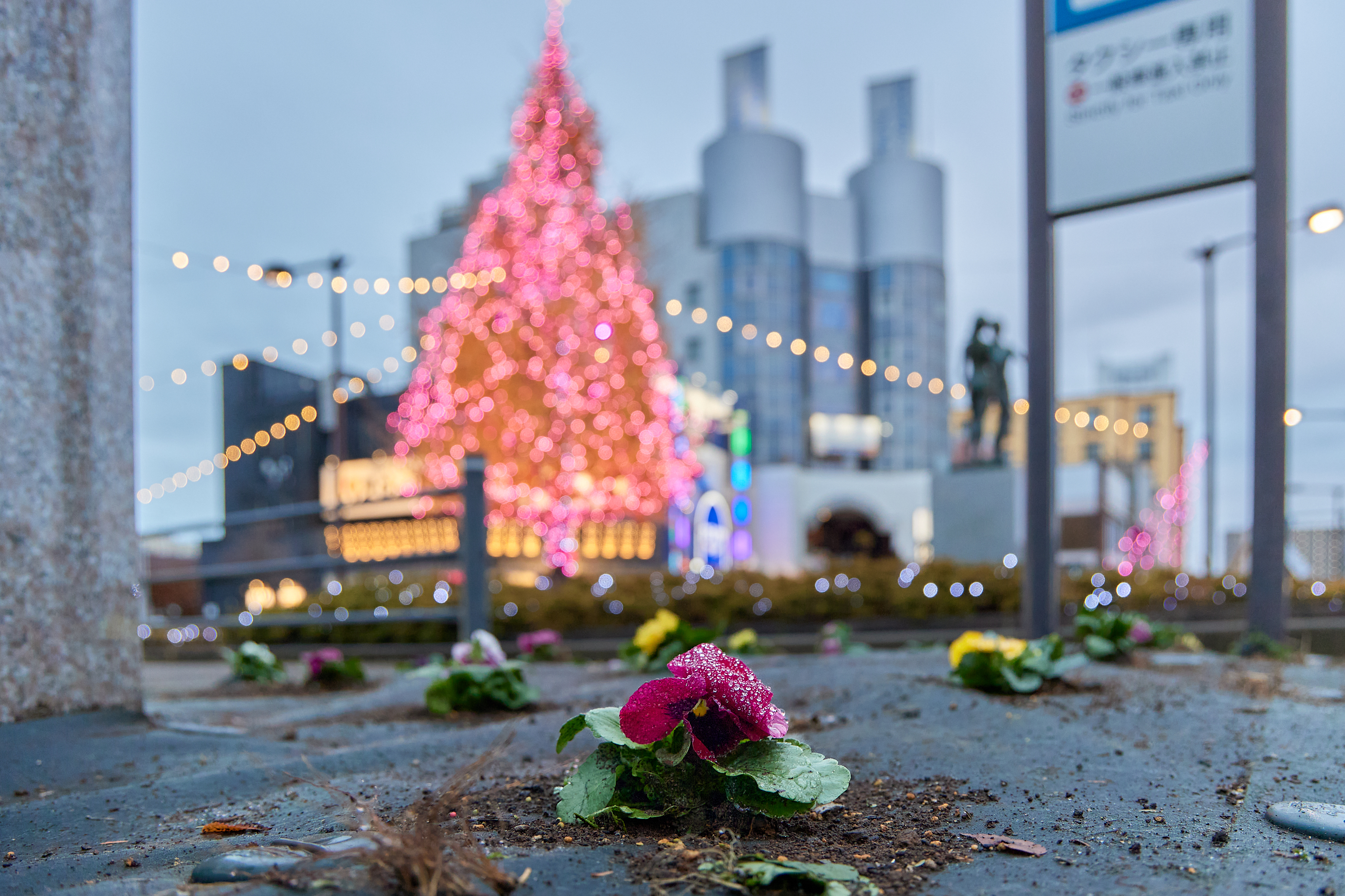 12月事業「勝田駅前花壇プロジェクト」ひたちなかベストライオンズクラブ 茨城 ひたちなか ライオンズクラブ