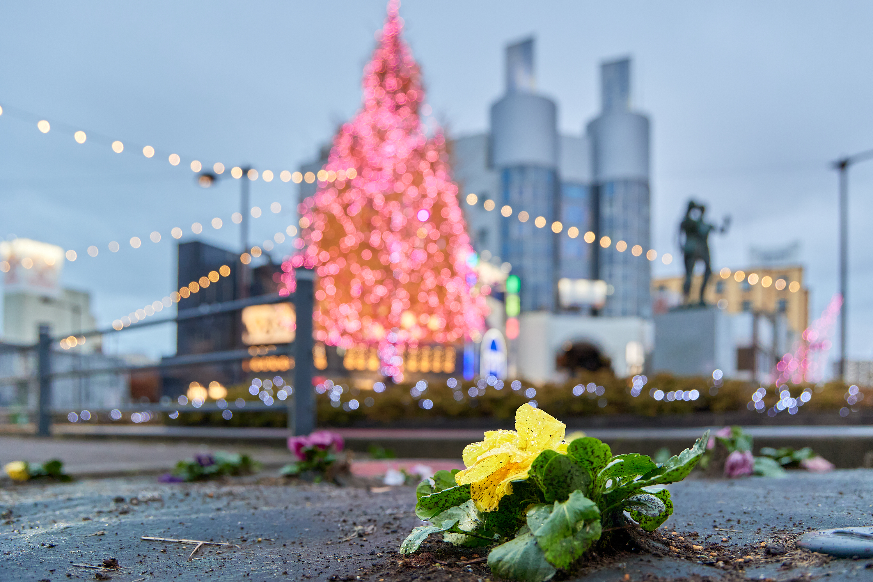 12月事業「勝田駅前花壇プロジェクト」ひたちなかベストライオンズクラブ 茨城 ひたちなか ライオンズクラブ