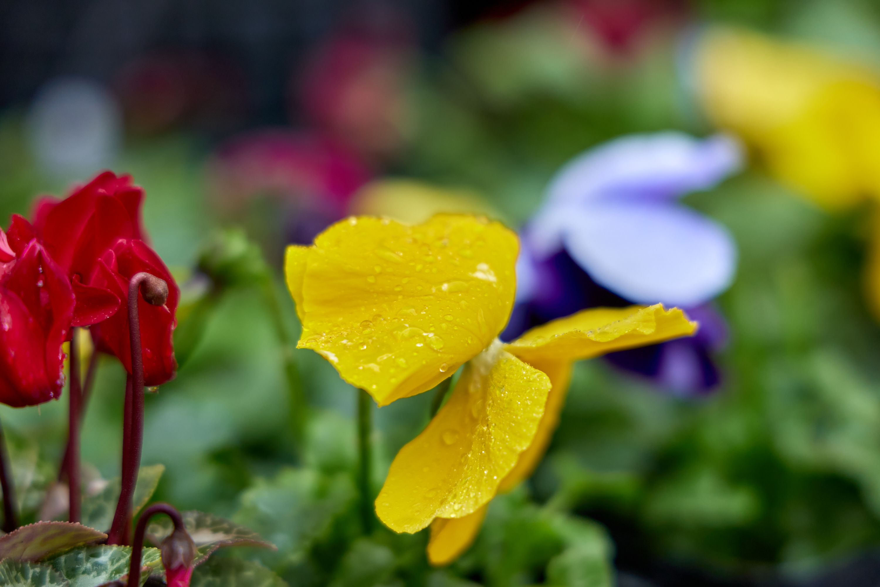 12月事業「笑顔の咲くまちプロジェクト＆レモネードスタンド」ひたちなかベストライオンズクラブ 茨城 ひたちなか ライオンズクラブ