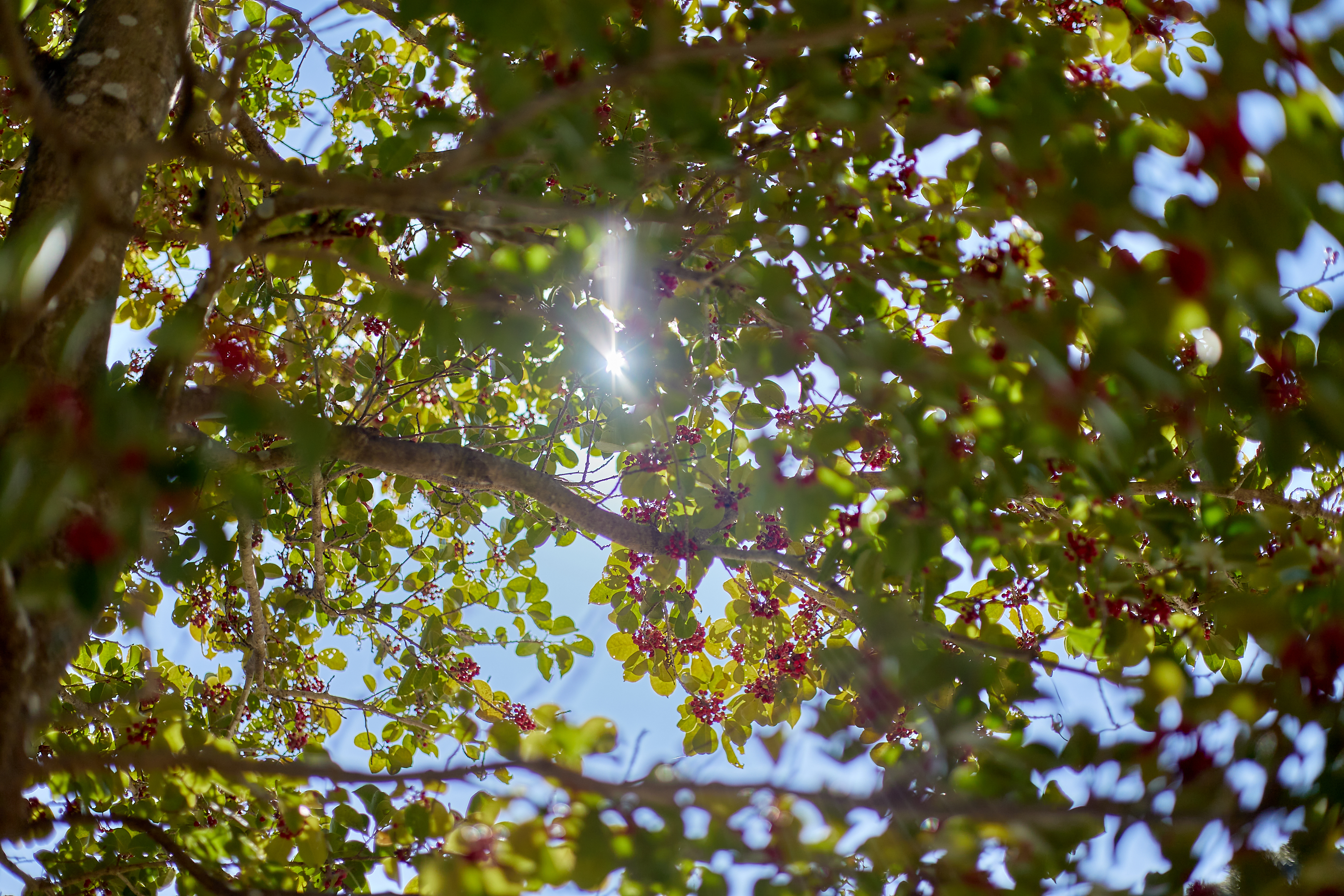 献血奉仕活動 ひたちなかベストライオンズクラブ 茨城 ひたちなか ライオンズクラブ