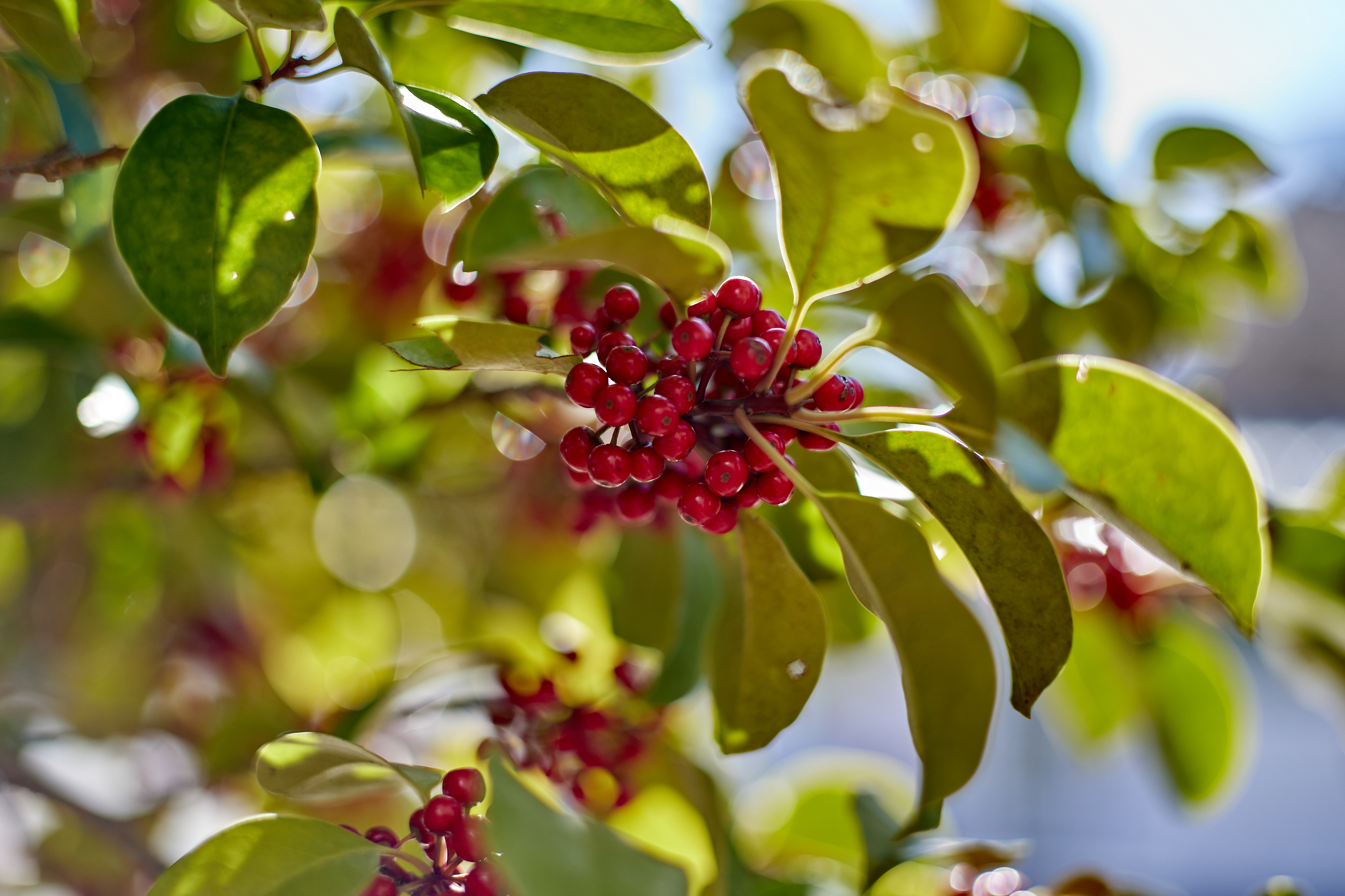 献血奉仕活動 ひたちなかベストライオンズクラブ 茨城 ひたちなか ライオンズクラブ
