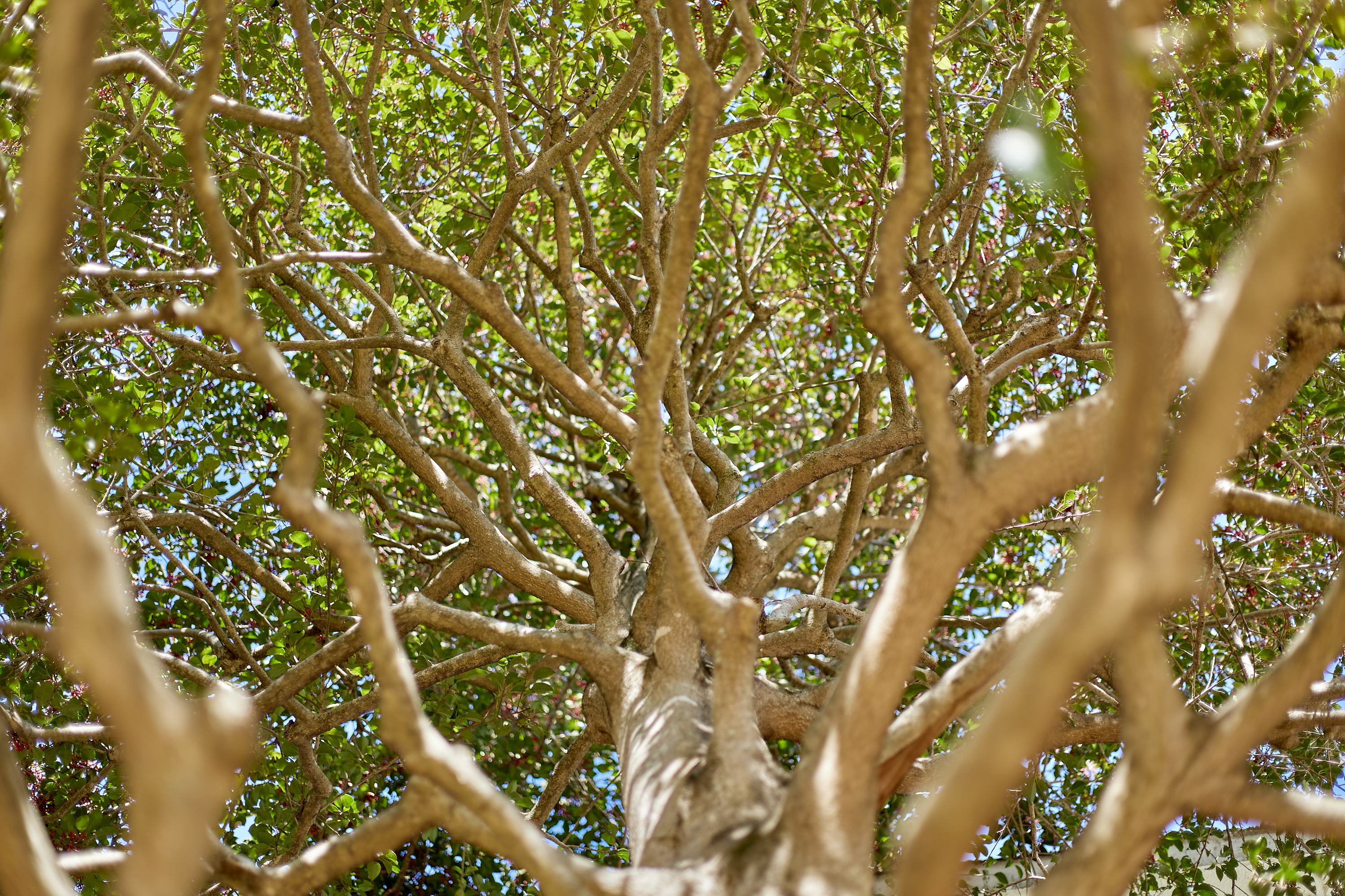 献血奉仕活動 ひたちなかベストライオンズクラブ 茨城 ひたちなか ライオンズクラブ