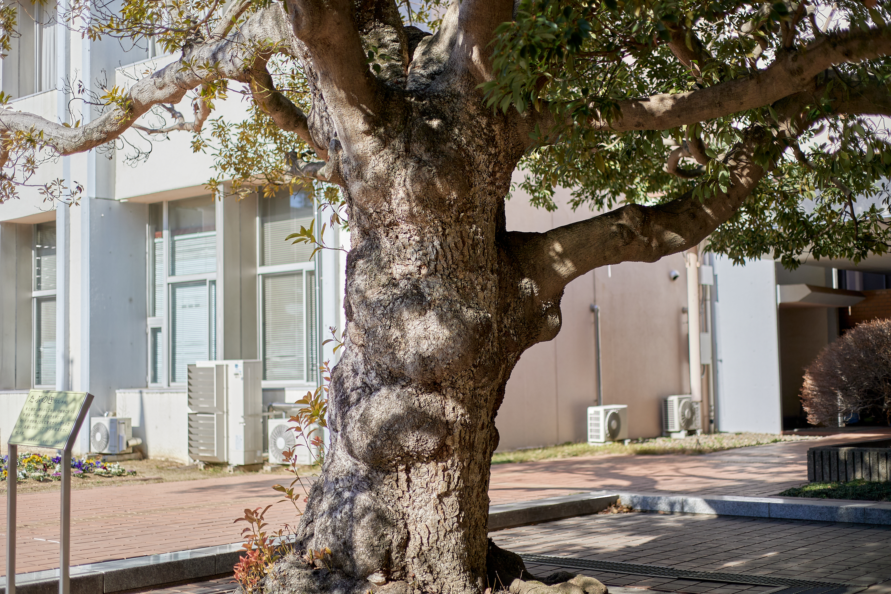 献血奉仕活動 ひたちなかベストライオンズクラブ 茨城 ひたちなか ライオンズクラブ