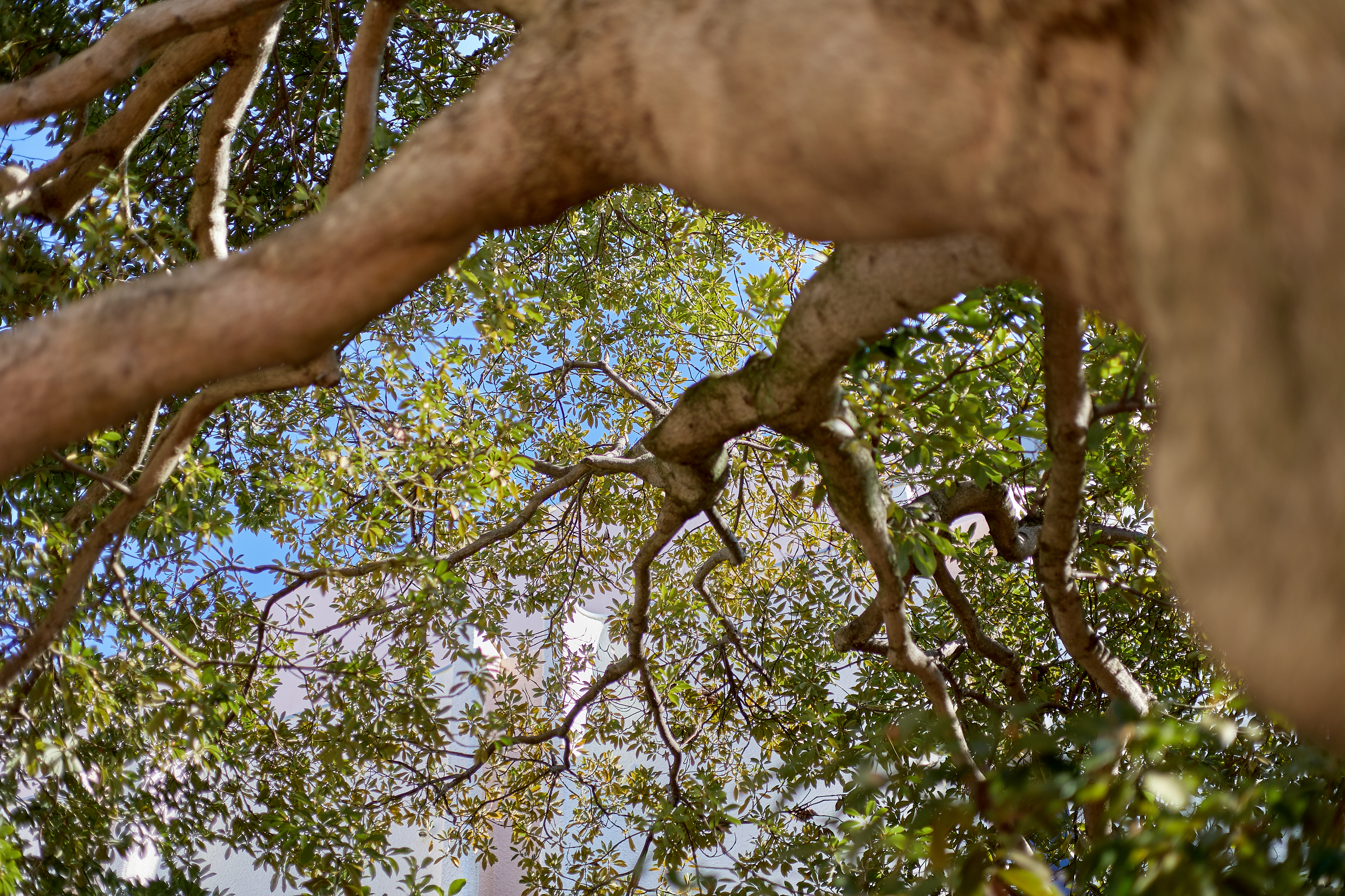 献血奉仕活動 ひたちなかベストライオンズクラブ 茨城 ひたちなか ライオンズクラブ