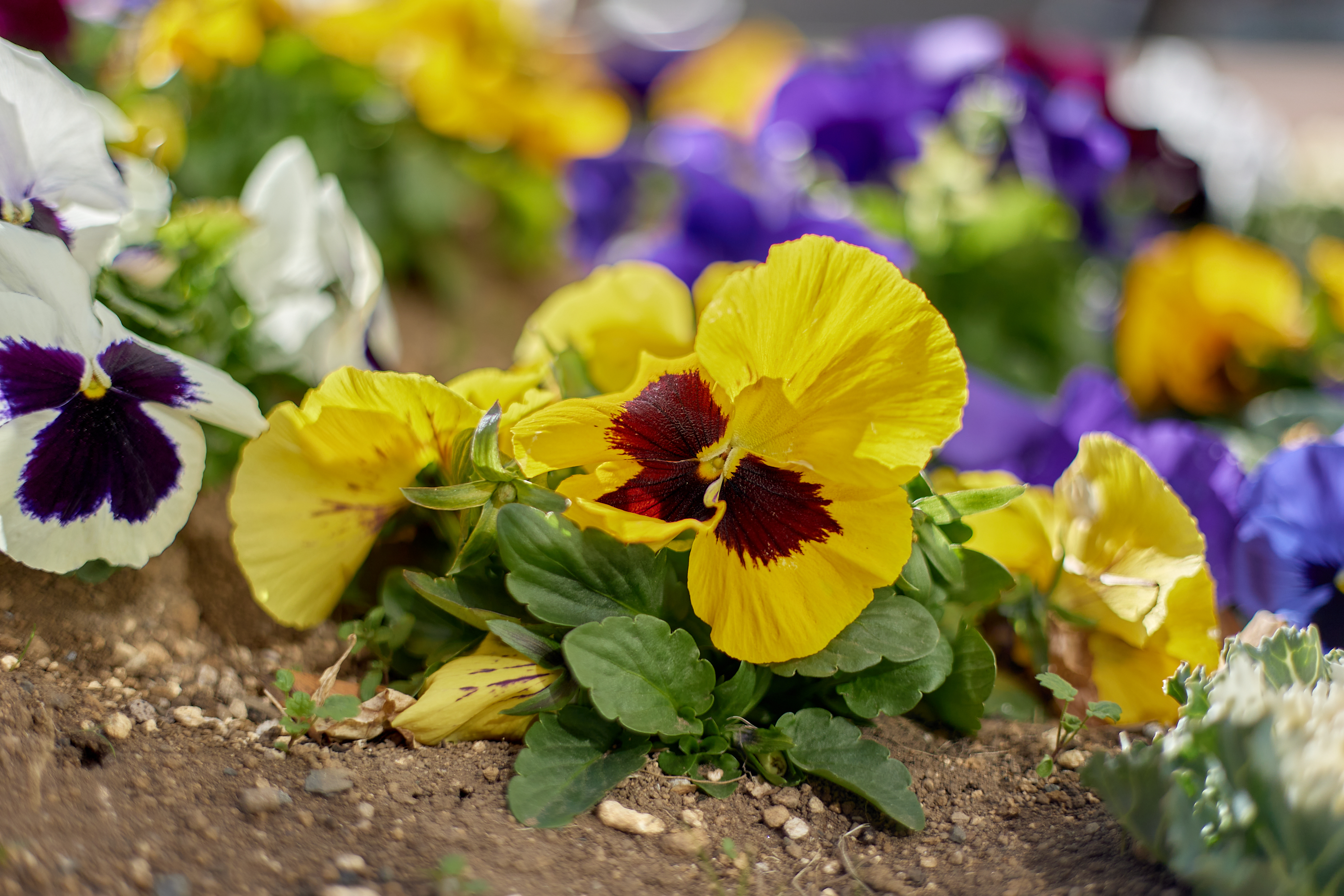 献血奉仕活動 ひたちなかベストライオンズクラブ 茨城 ひたちなか ライオンズクラブ