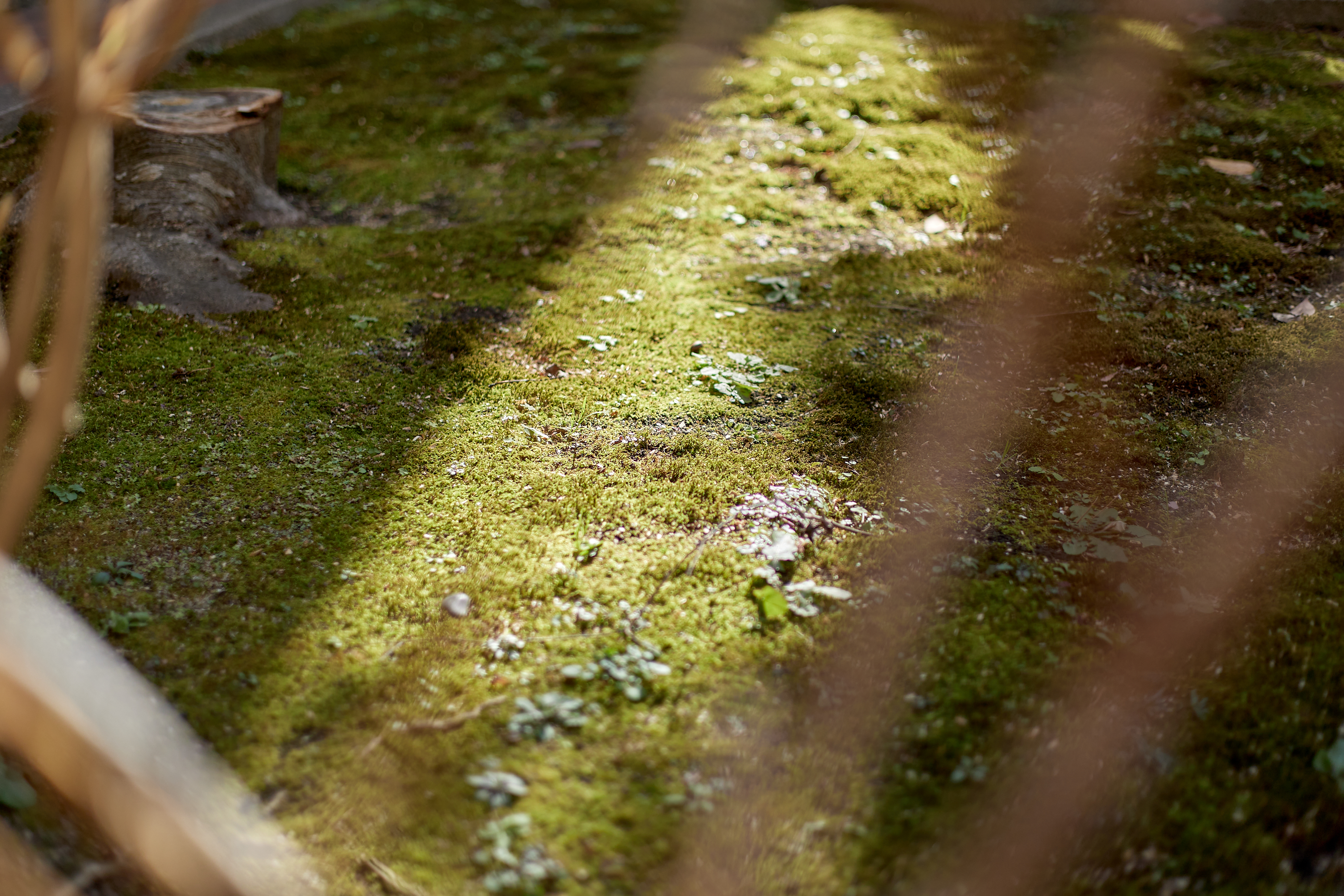 献血奉仕活動 ひたちなかベストライオンズクラブ 茨城 ひたちなか ライオンズクラブ