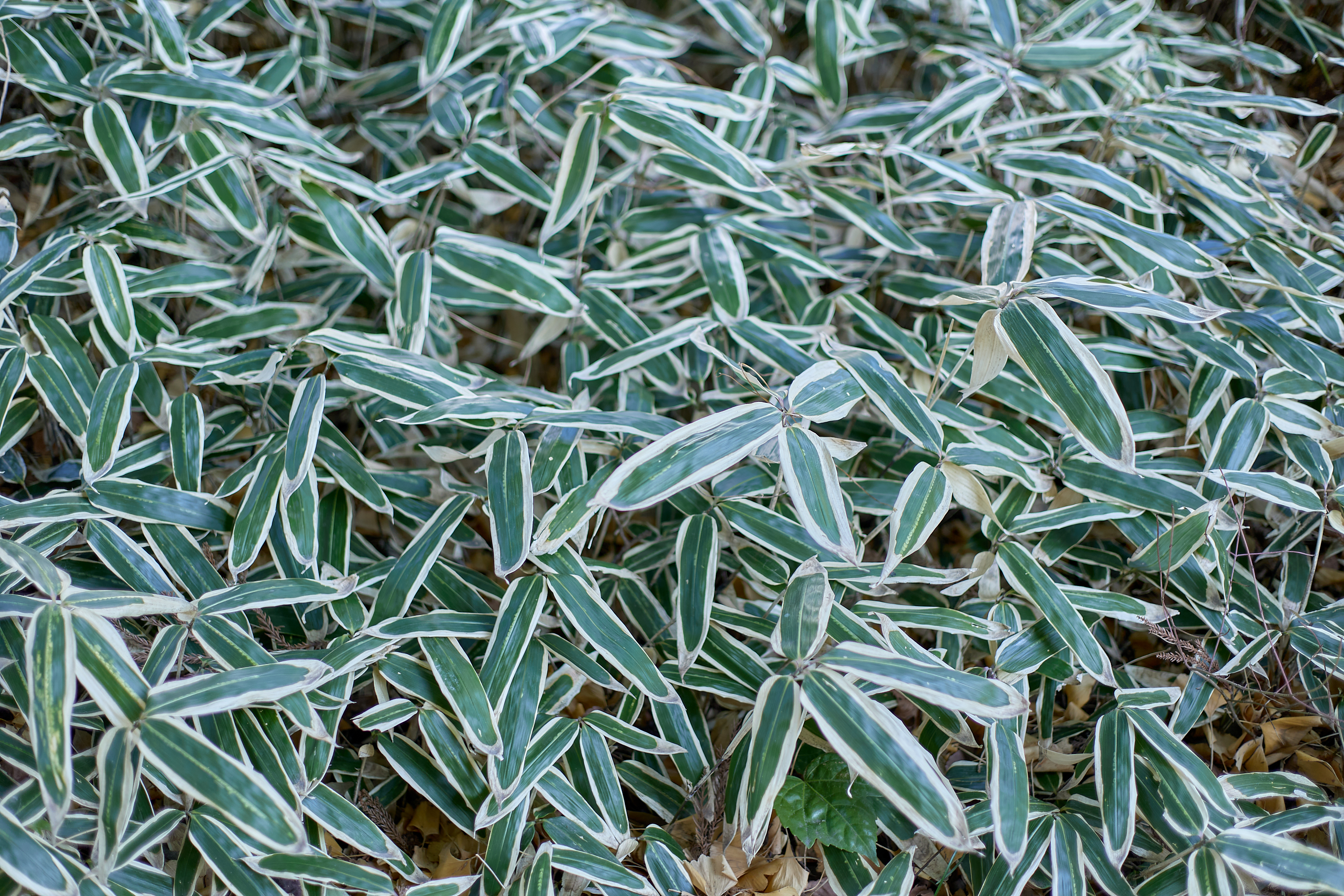 献血奉仕活動 ひたちなかベストライオンズクラブ 茨城 ひたちなか ライオンズクラブ