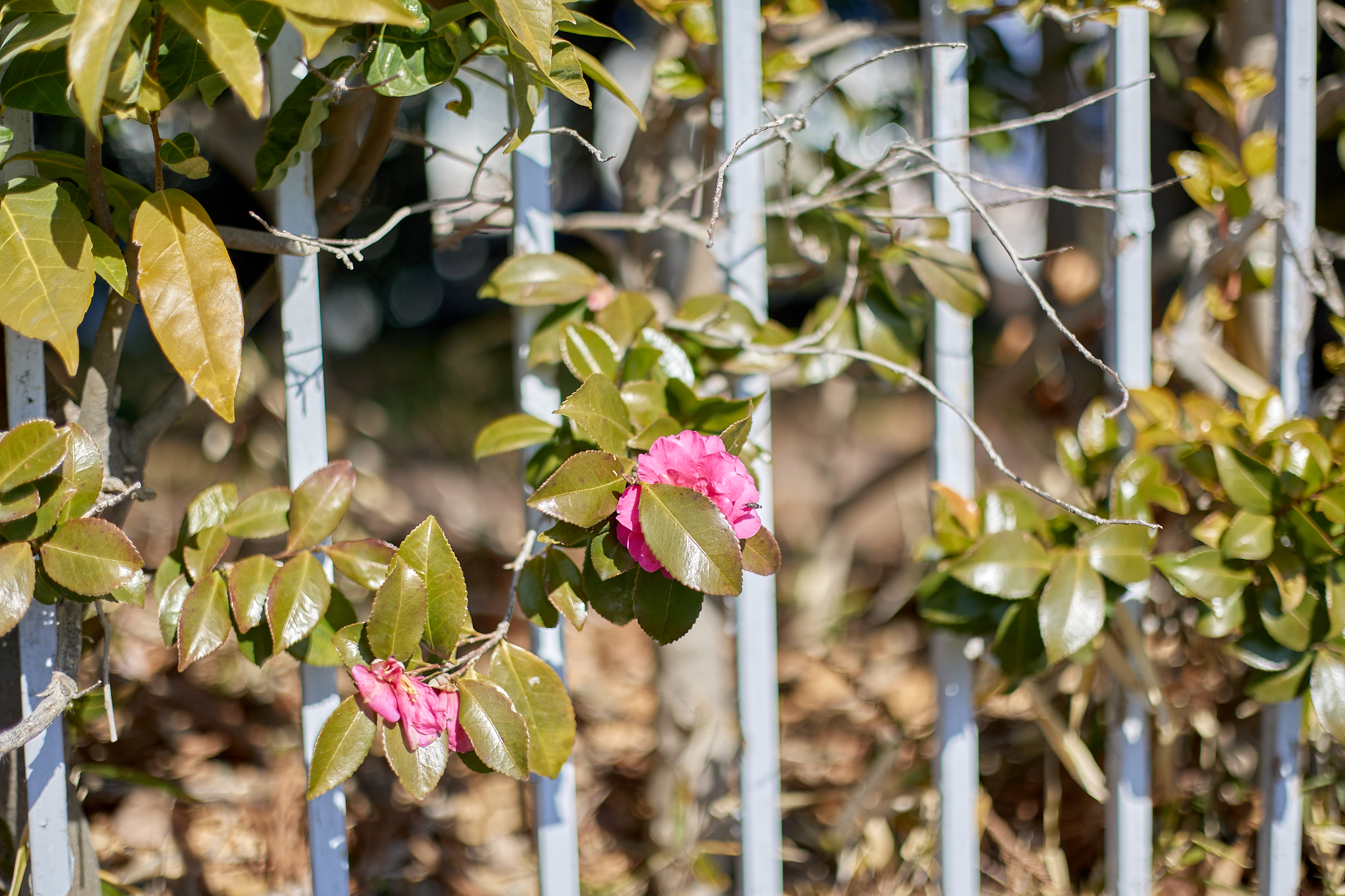 献血奉仕活動 ひたちなかベストライオンズクラブ 茨城 ひたちなか ライオンズクラブ