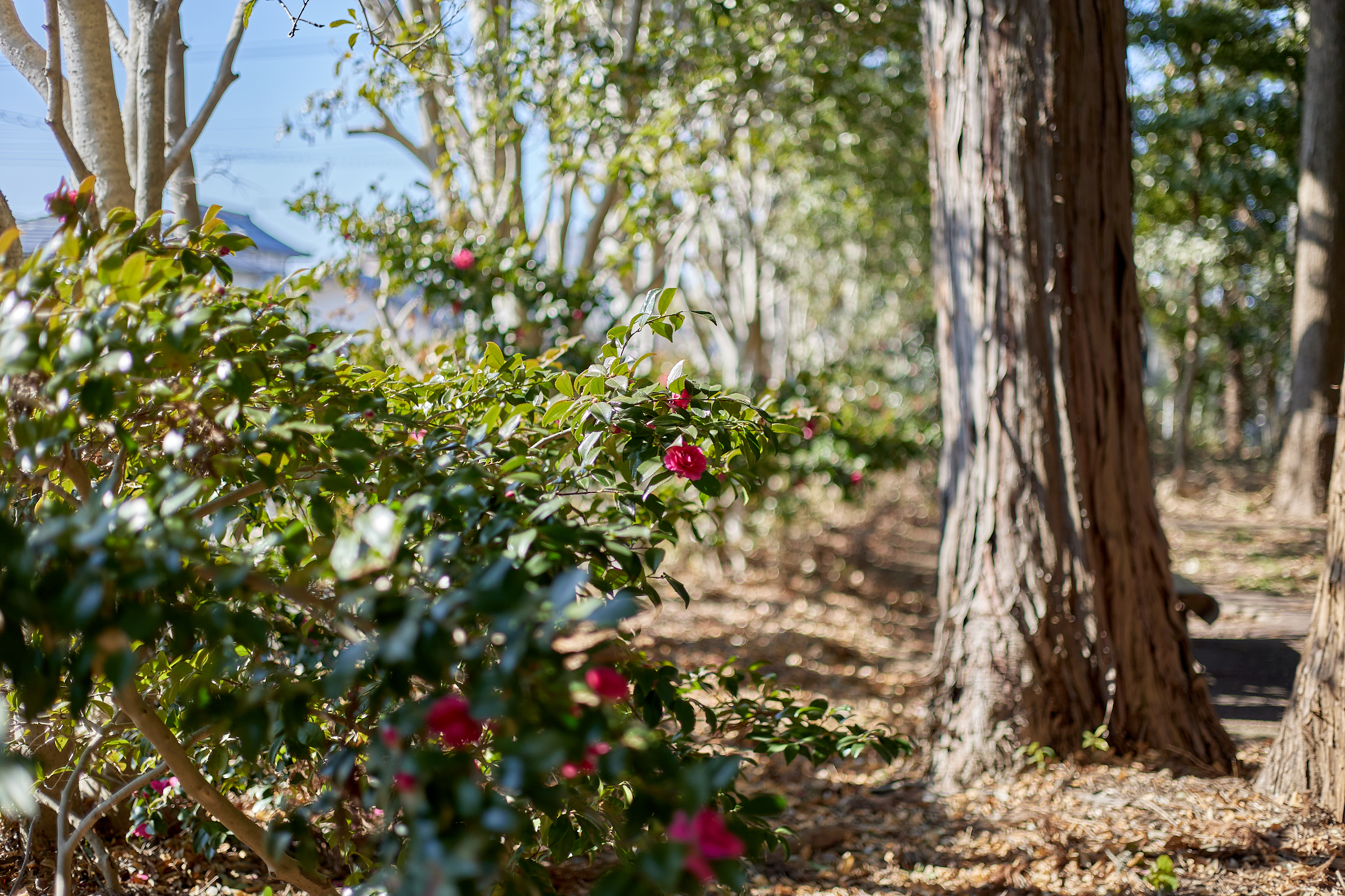 献血奉仕活動 ひたちなかベストライオンズクラブ 茨城 ひたちなか ライオンズクラブ